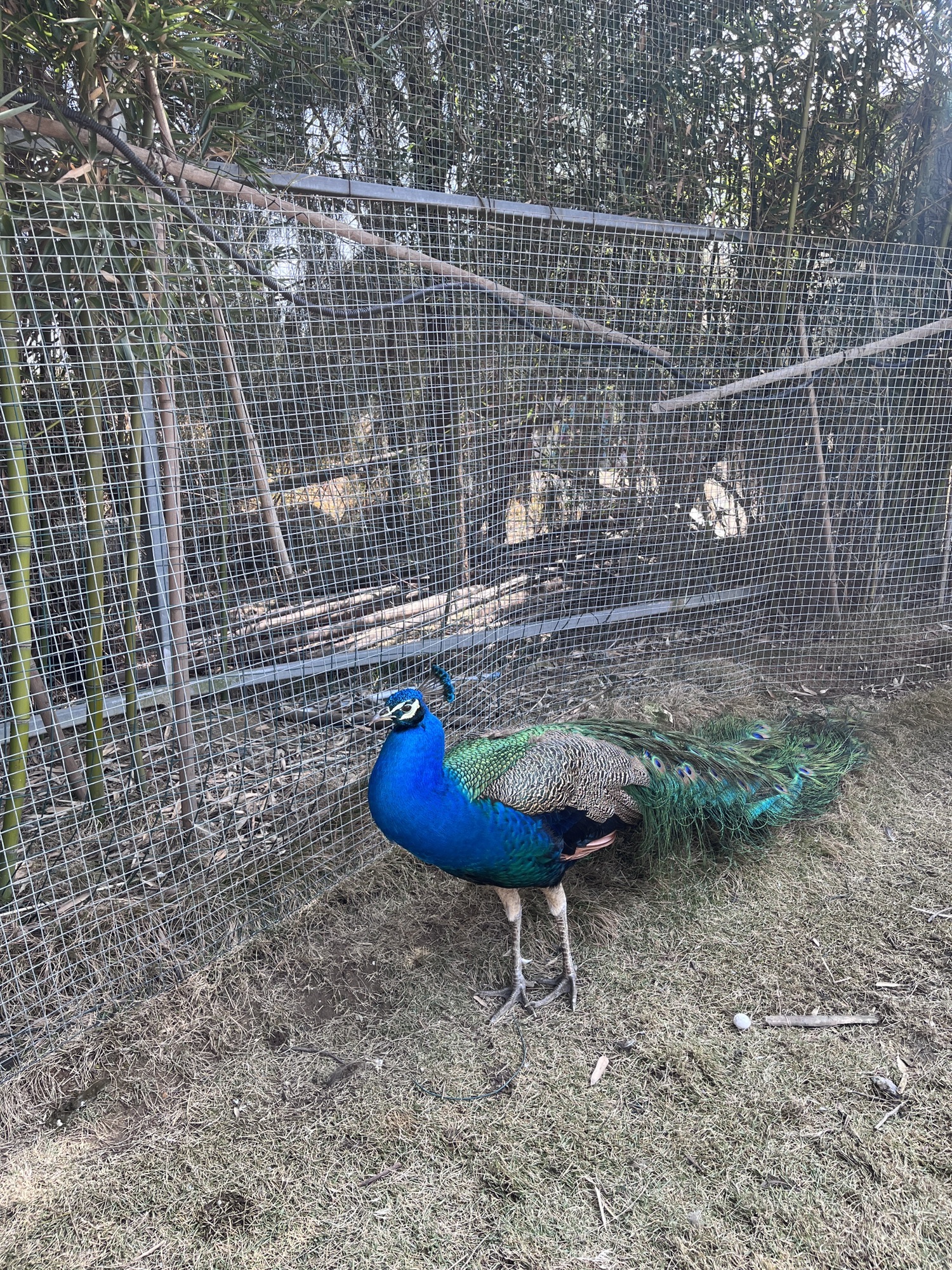 台州湾野生动物园旅行图片 3