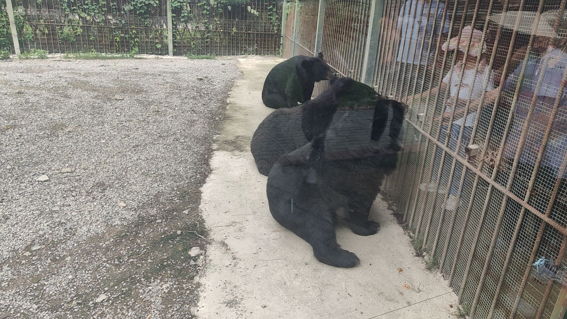 台州湾野生动物园旅行图片 2