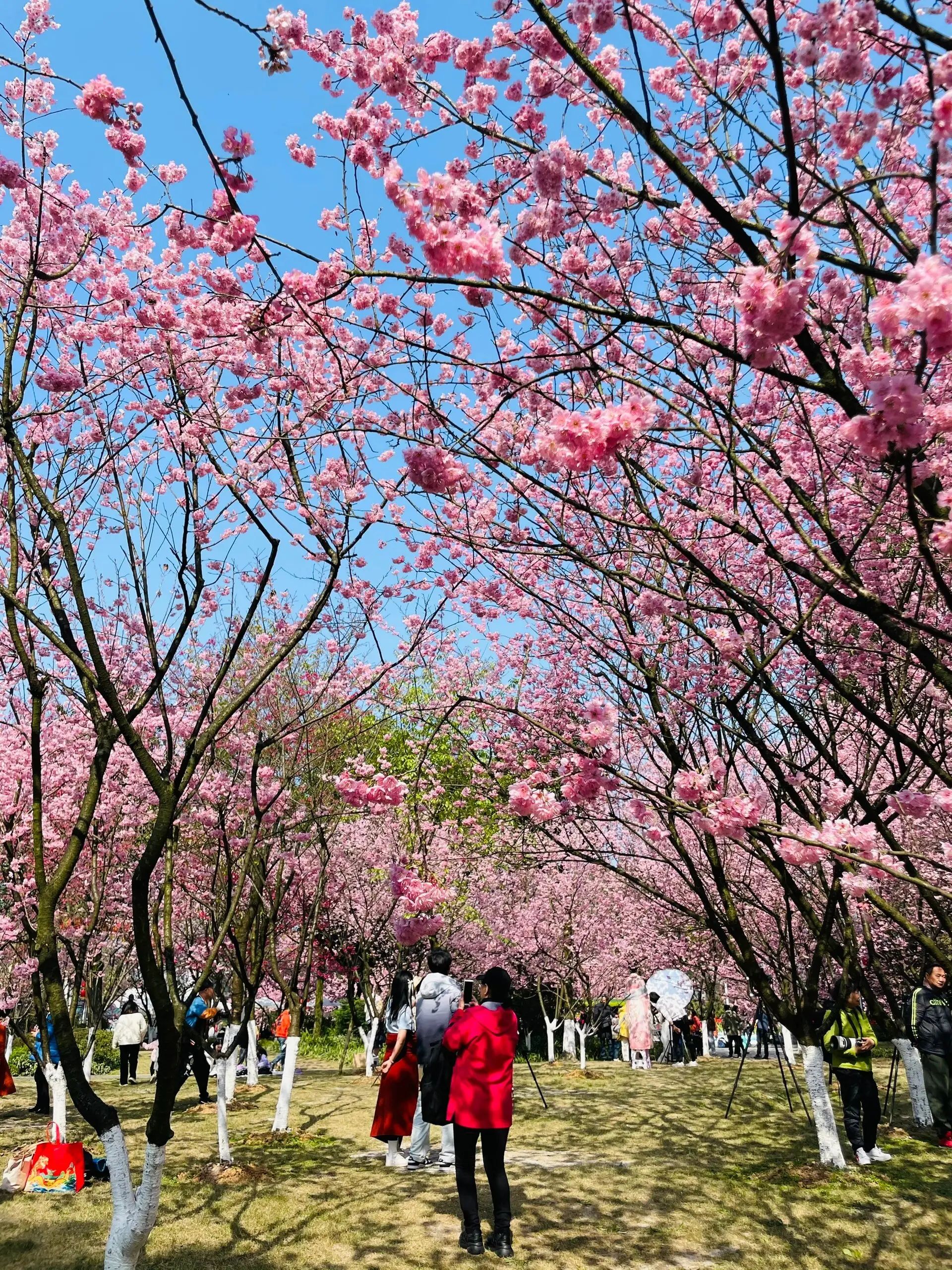栖凤岛樱花林