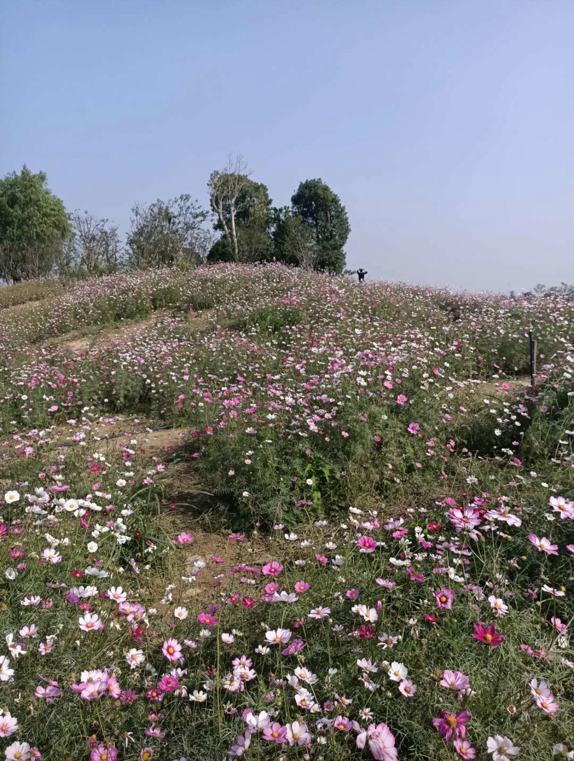 十洲公园旅行图片 1