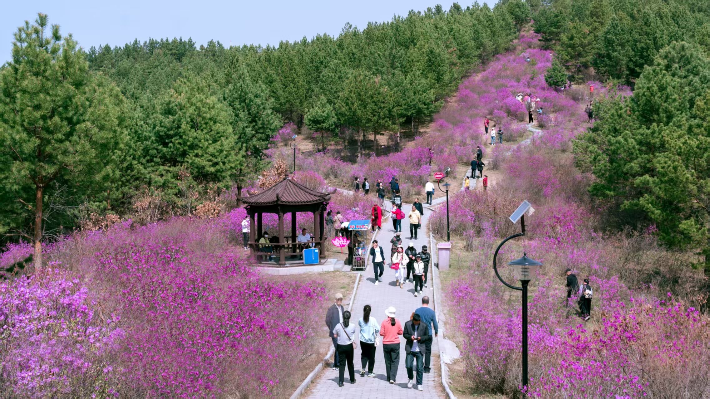 紫云岭森林公园