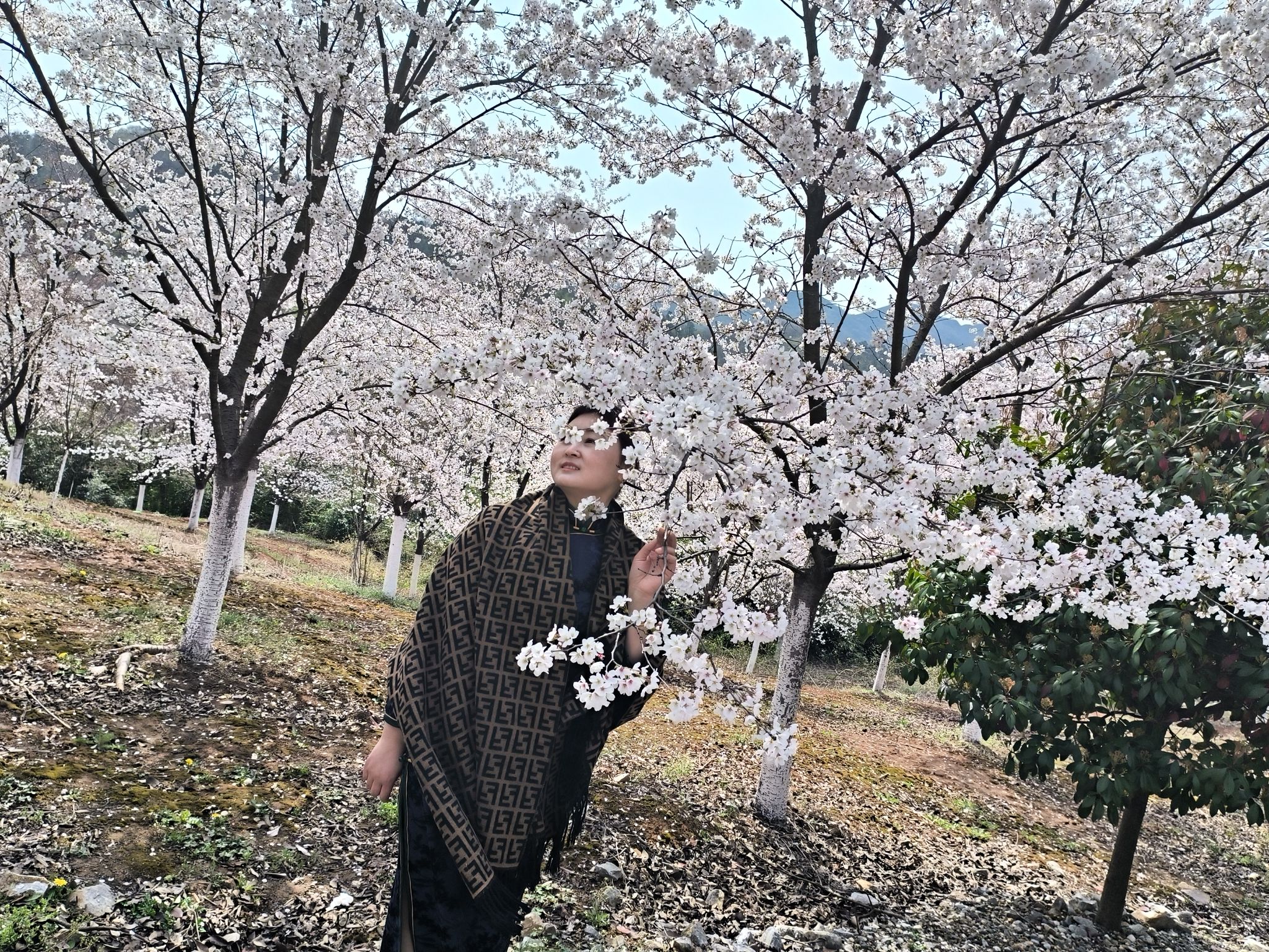 高资樱花园旅行图片 2