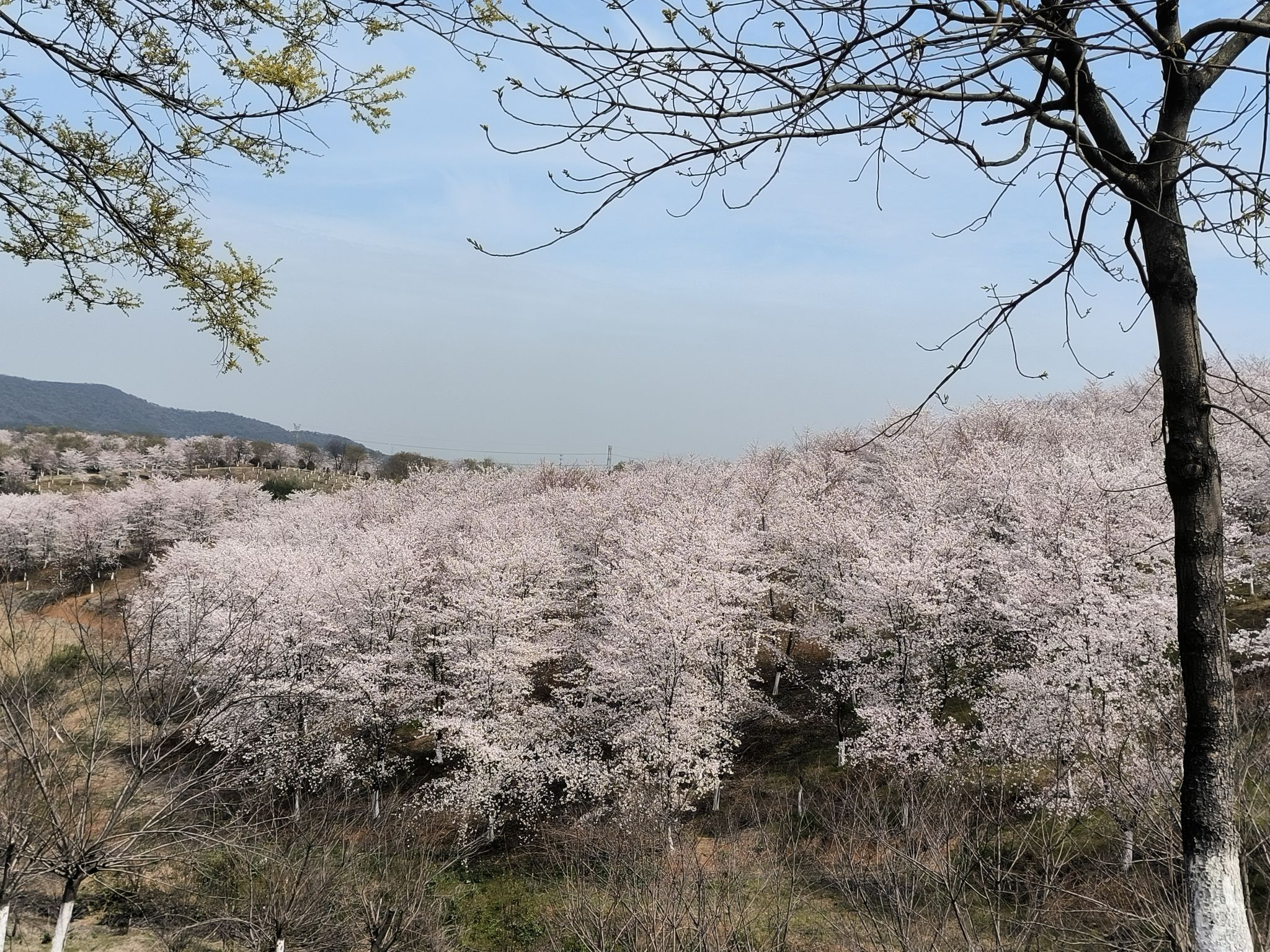 高资樱花园旅行图片 3