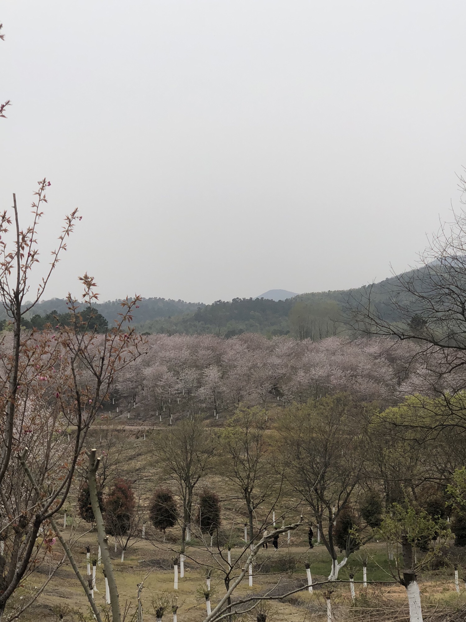 高资樱花园旅行图片 3