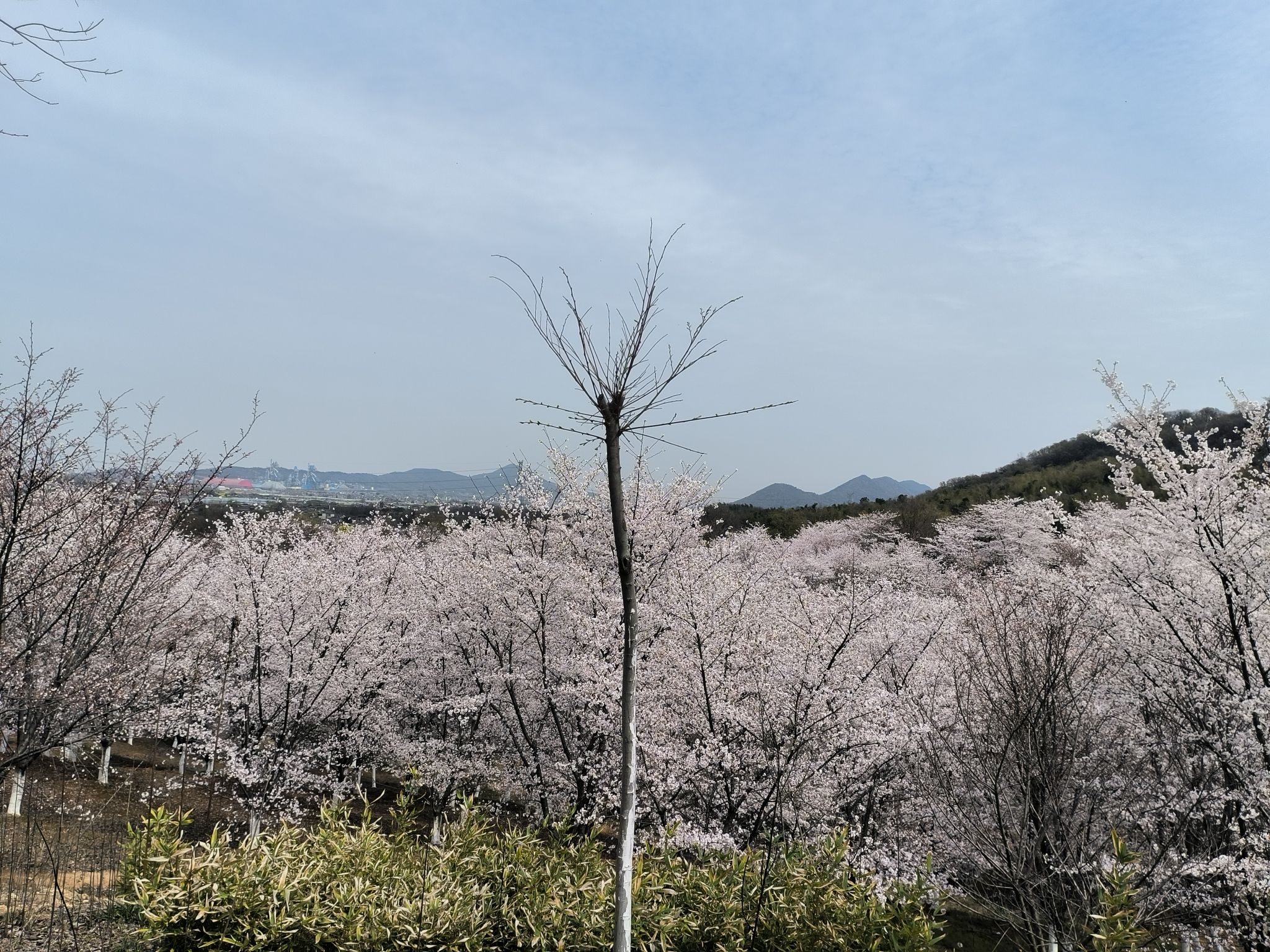 高资樱花园旅行图片 1