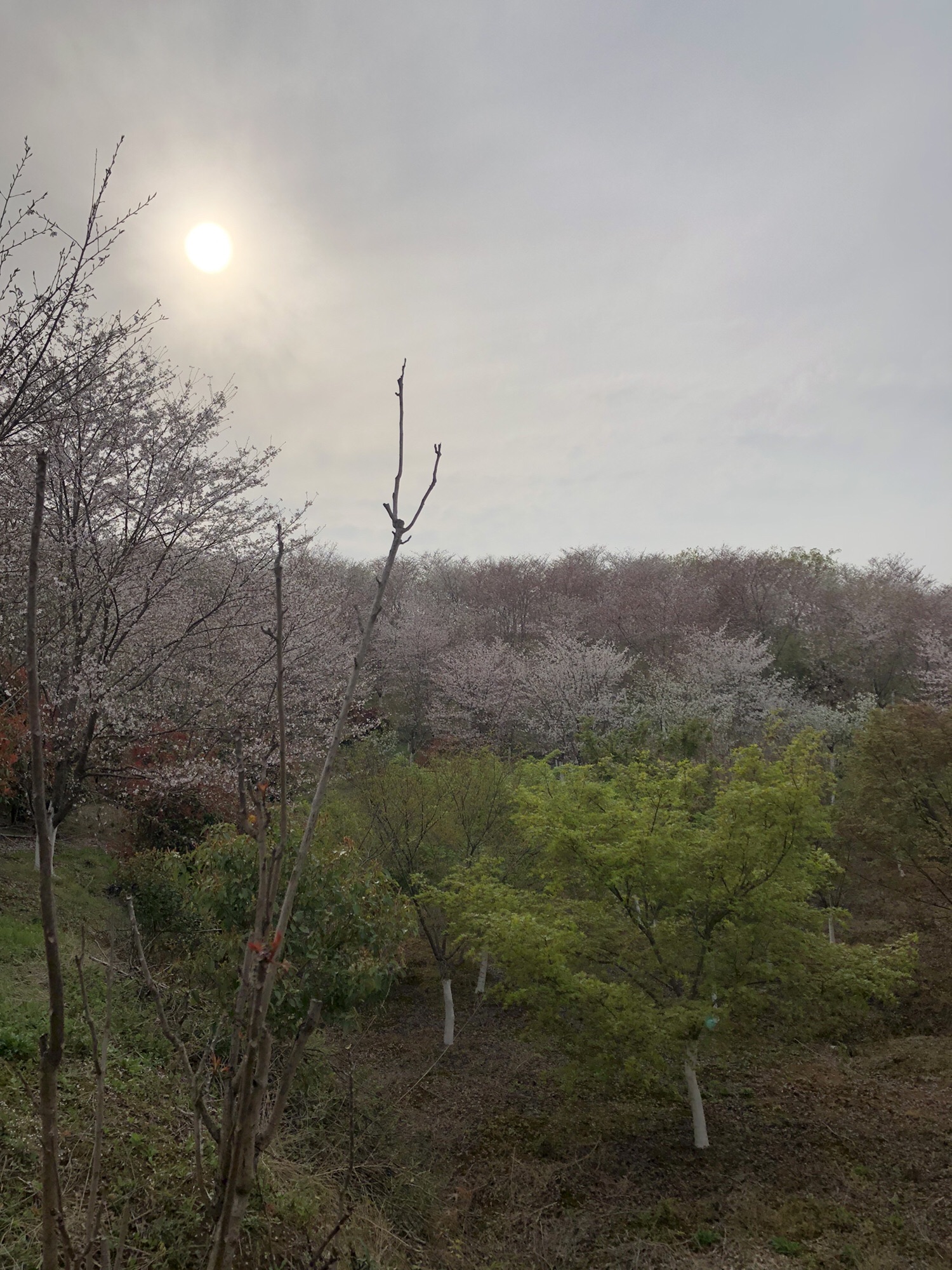 高资樱花园旅行图片 2