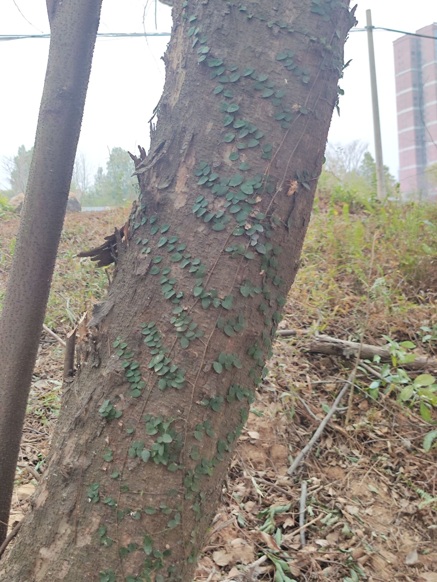 桃江湿地公园旅行图片 3