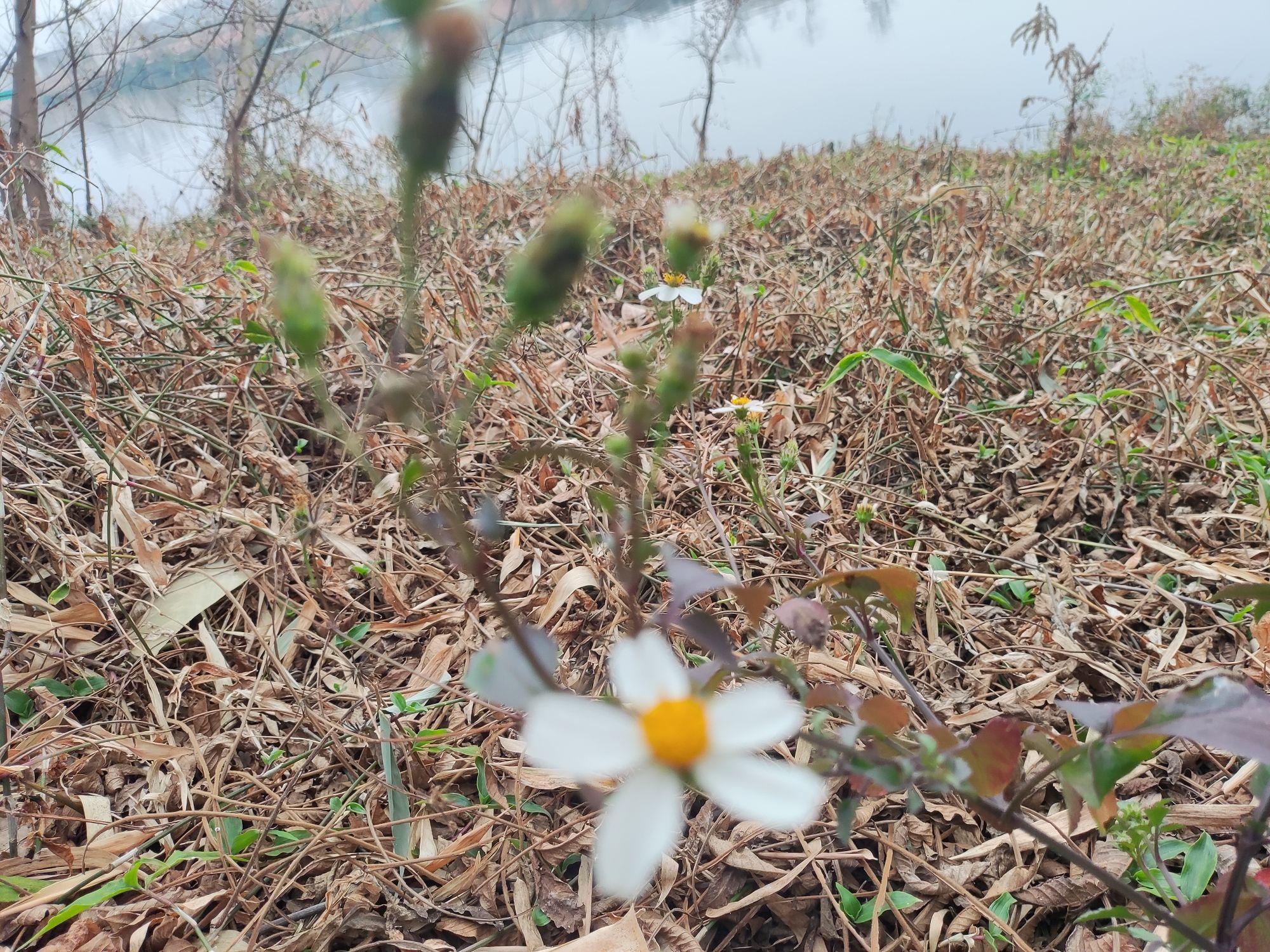 桃江湿地公园旅行图片 1