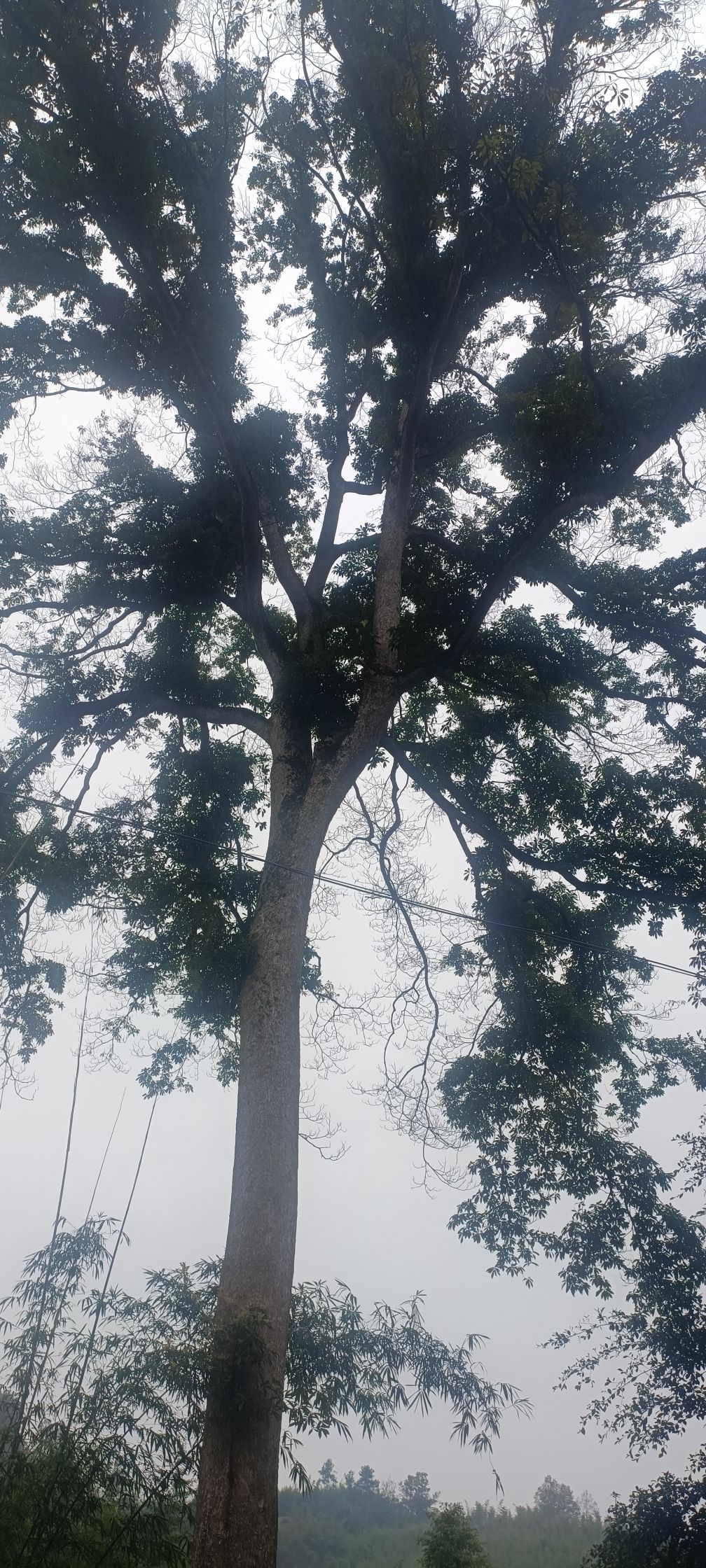 斑竹林景区旅行图片 2