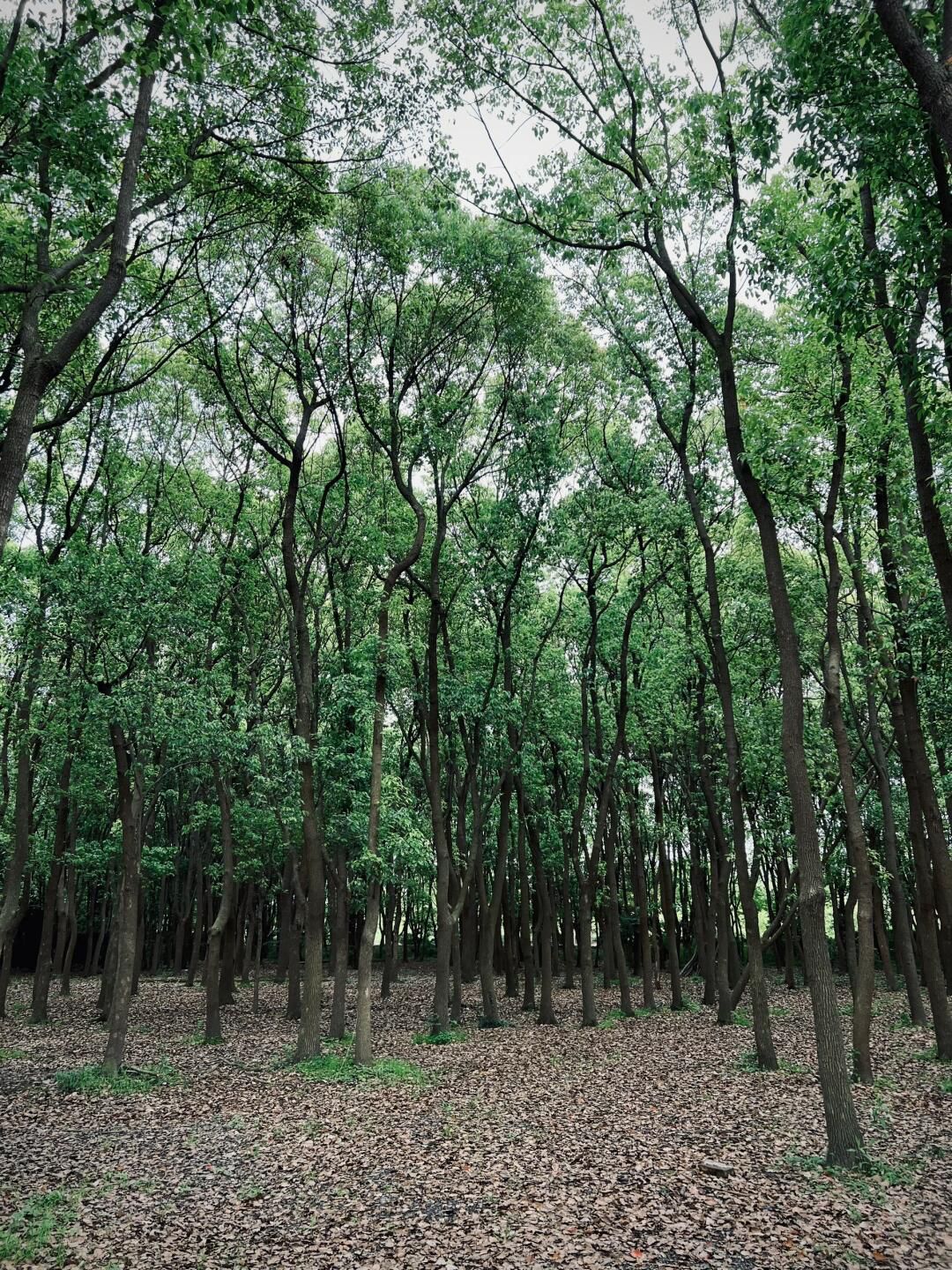 广富林郊野公园旅行图片 2