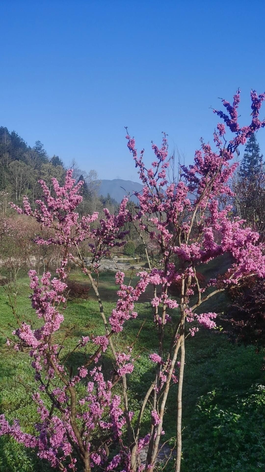 正安桃花源记景区旅行图片 2