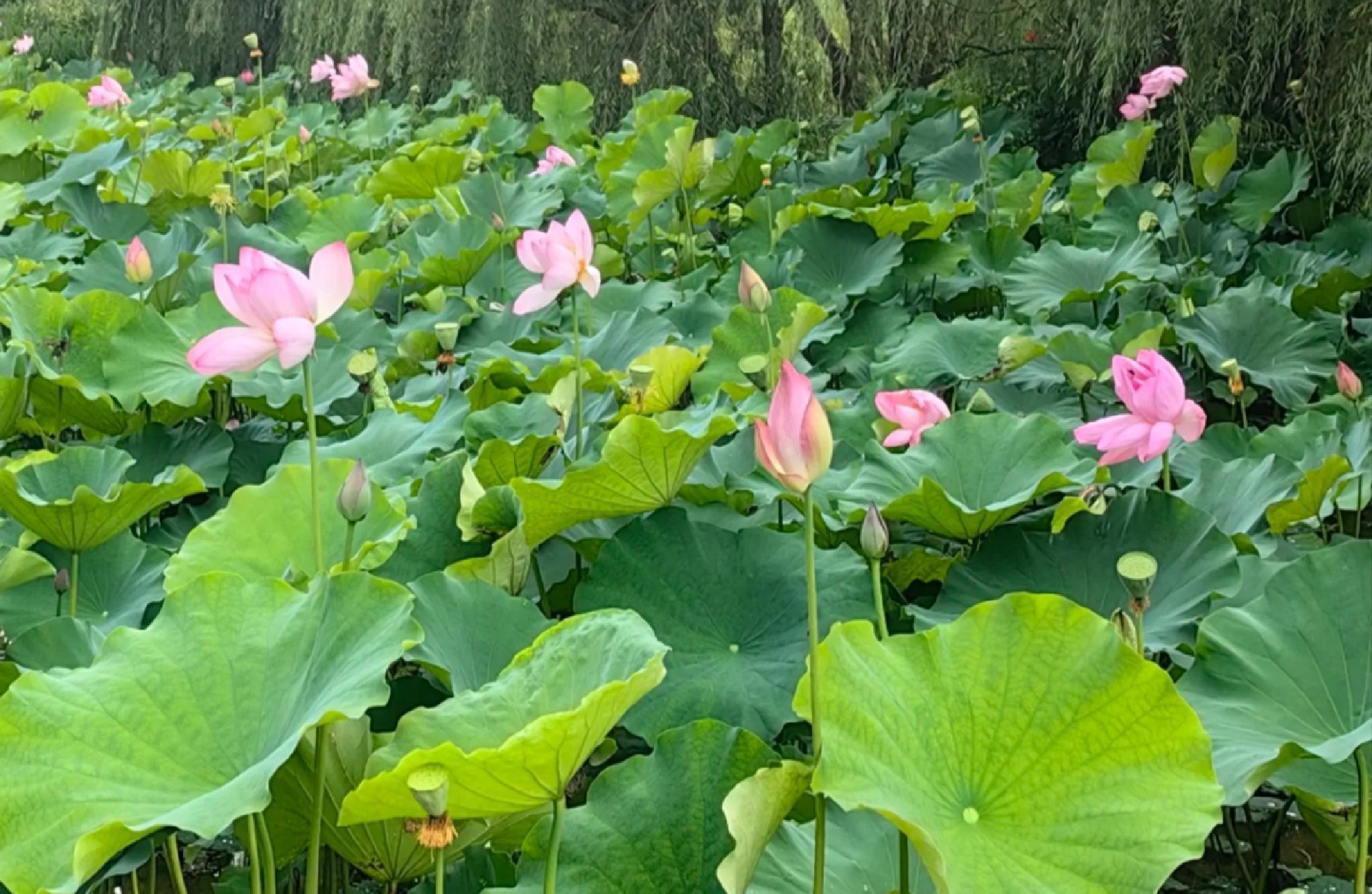 蓬莱仙界园旅行图片 1