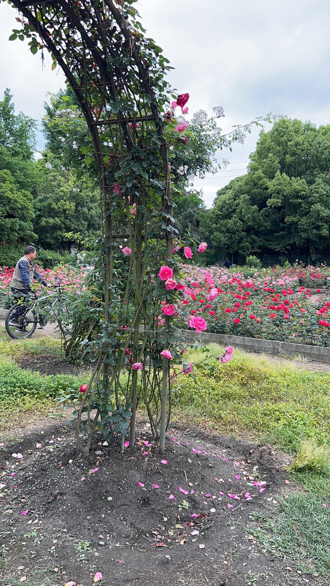 成都温江天香玫瑰缘旅行图片 1