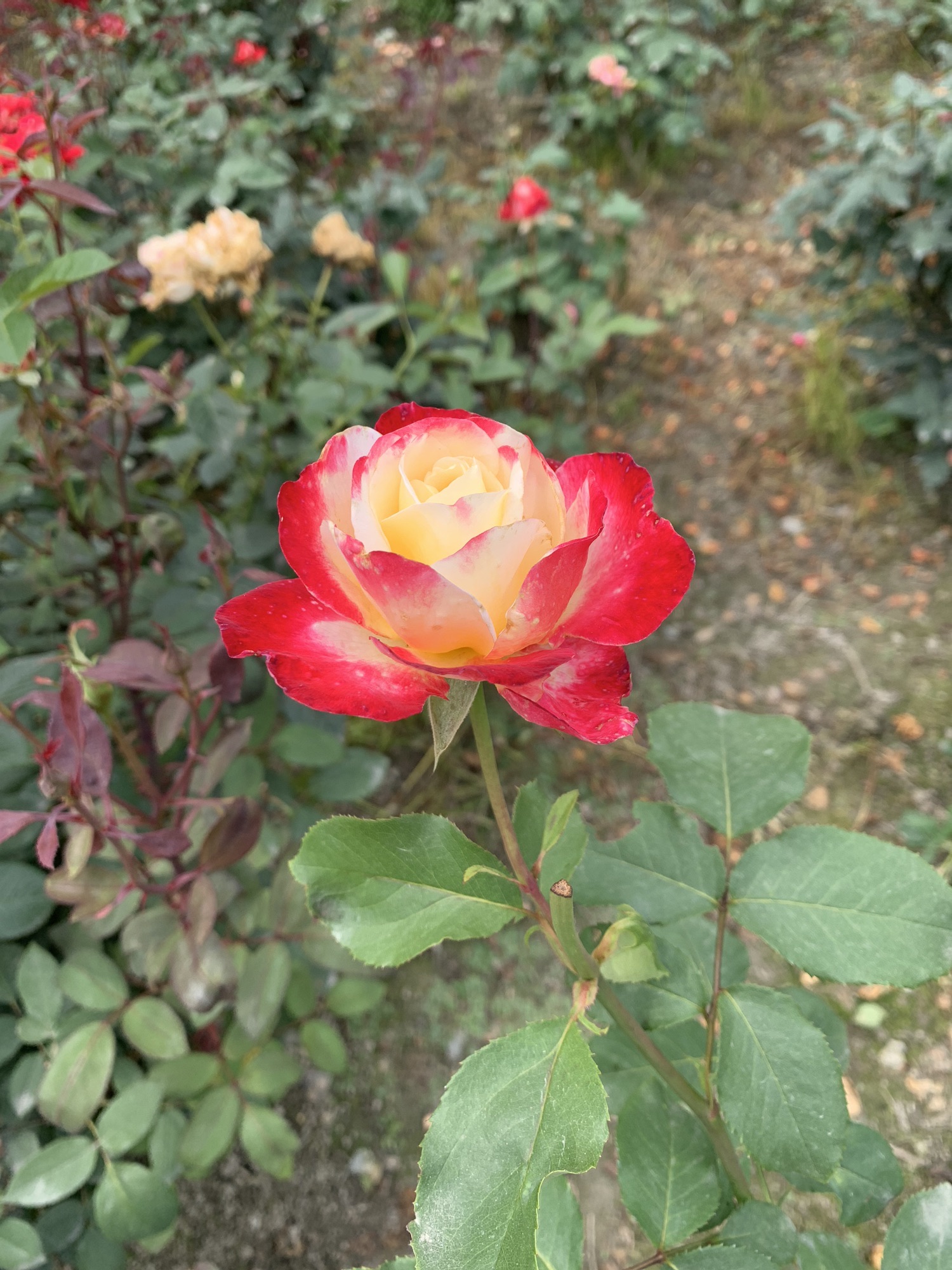 成都温江天香玫瑰缘旅行图片 2