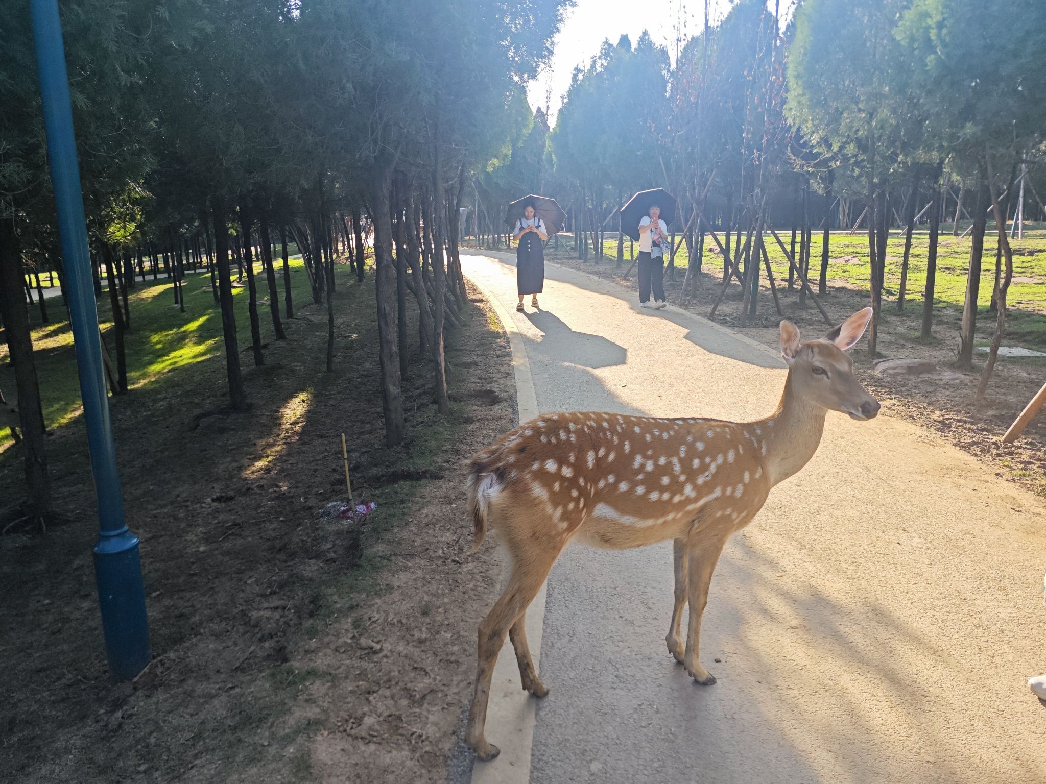 伏羲山旅行图片 3