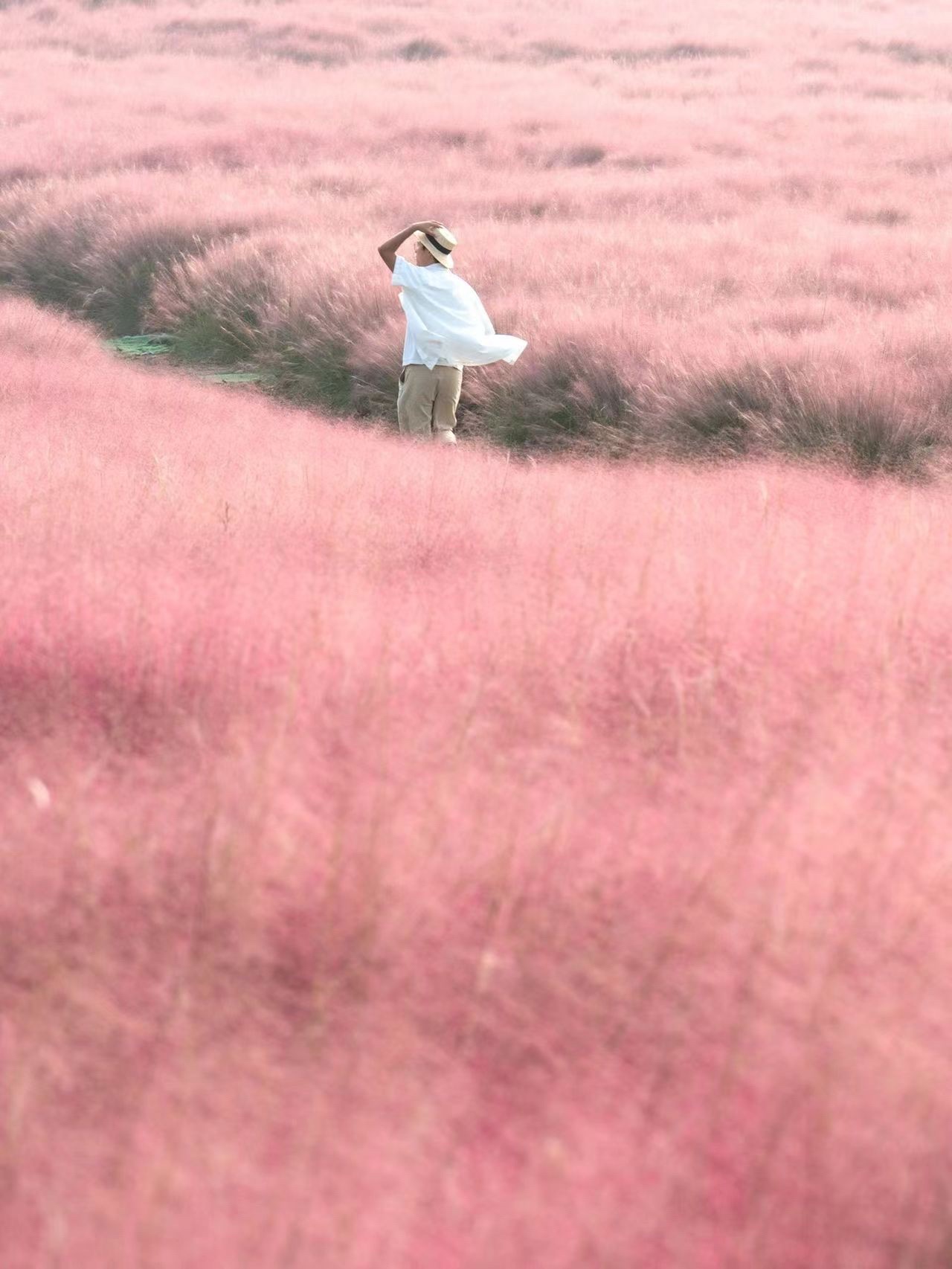 西长四季花海旅行图片 1