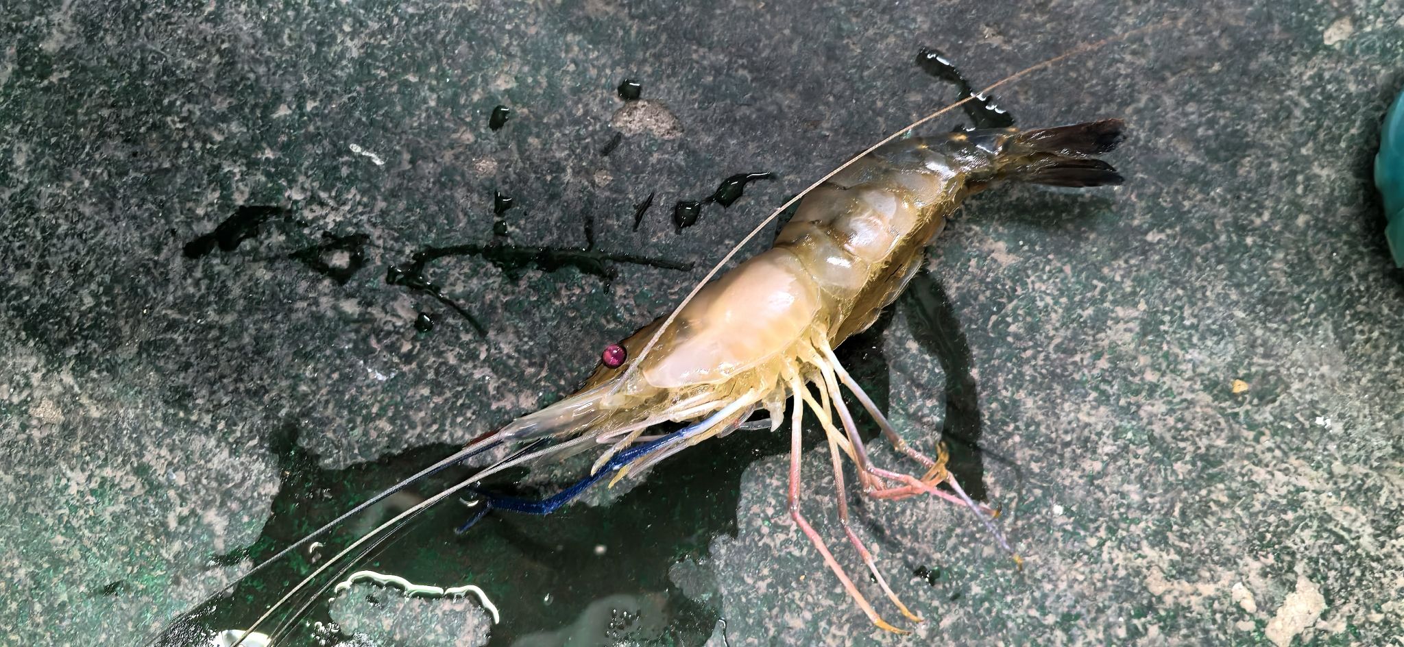 锐记钓虾钓鱼场