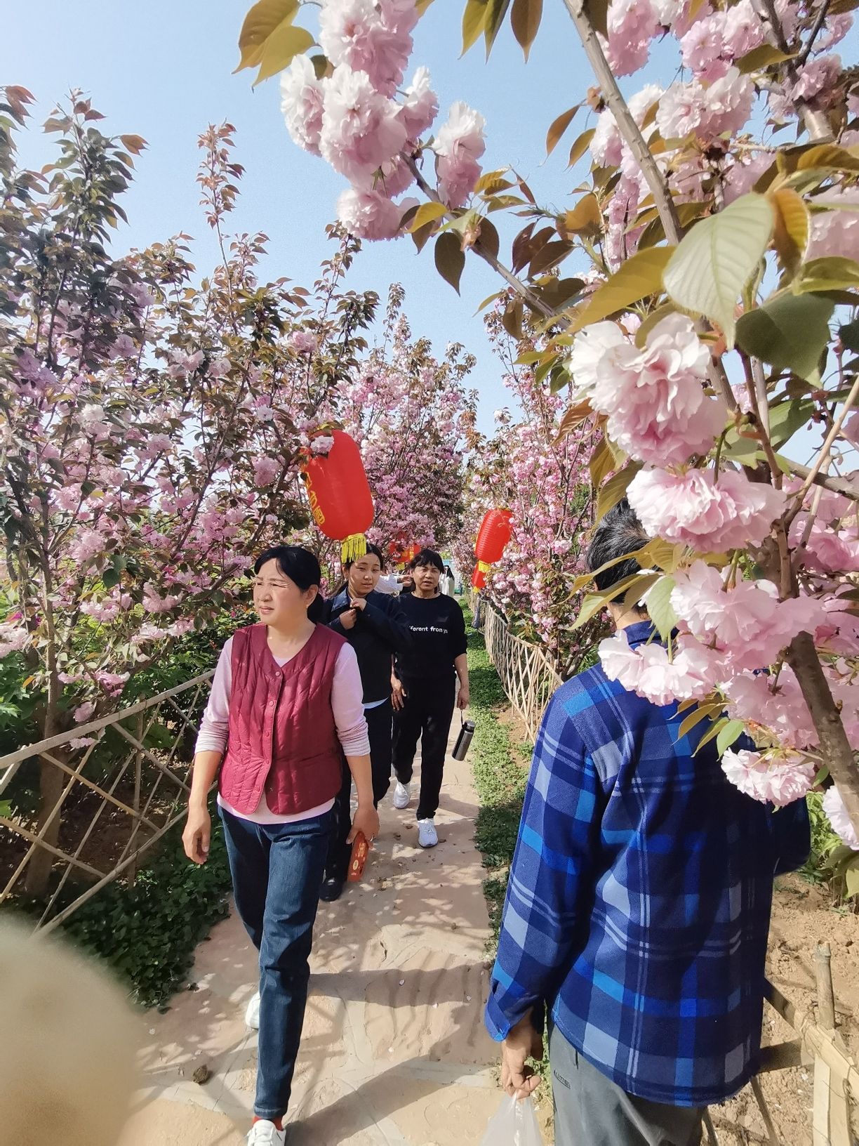 鹅城牡丹园旅行图片 1
