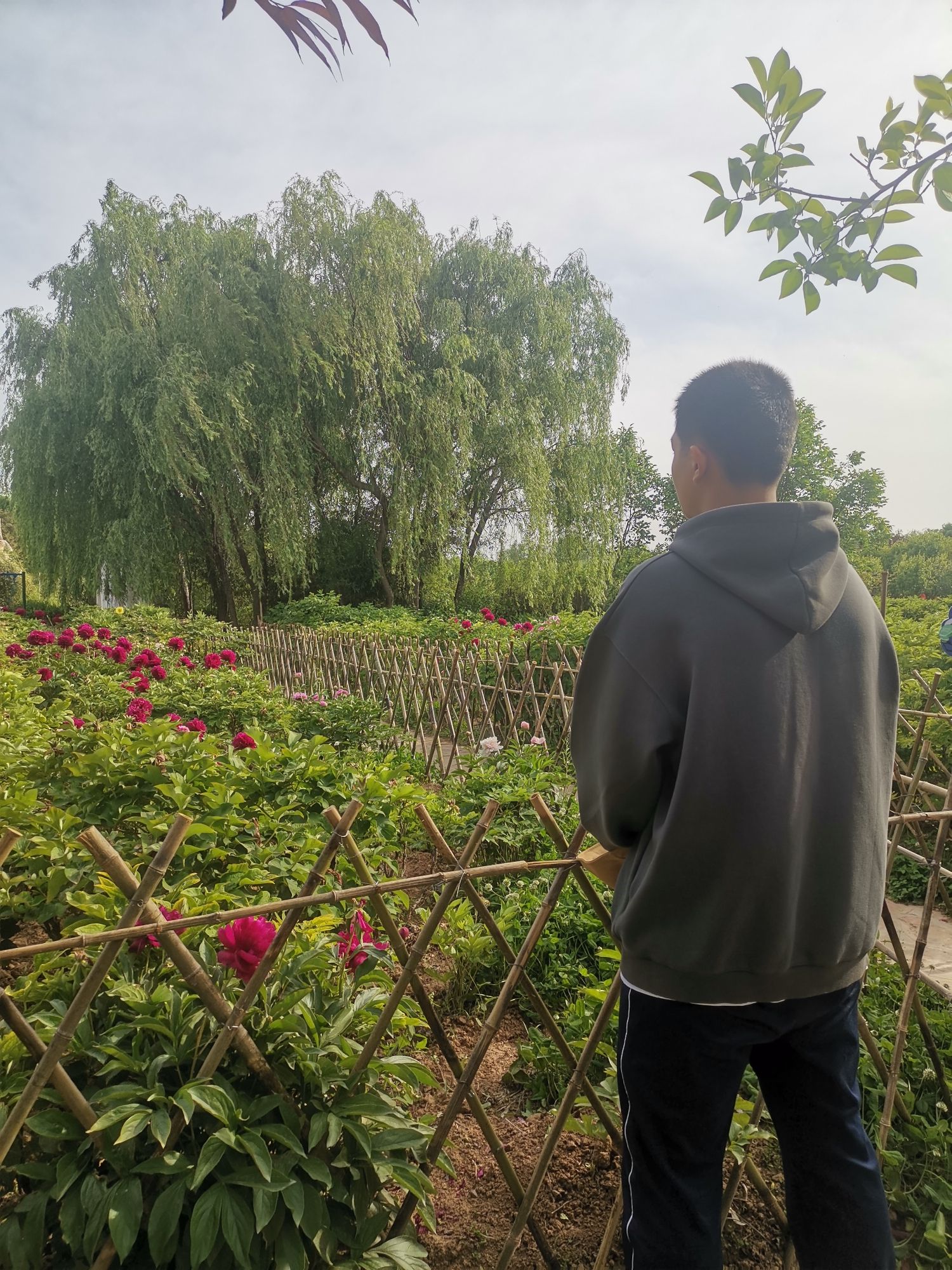 鹅城牡丹园旅行图片 3