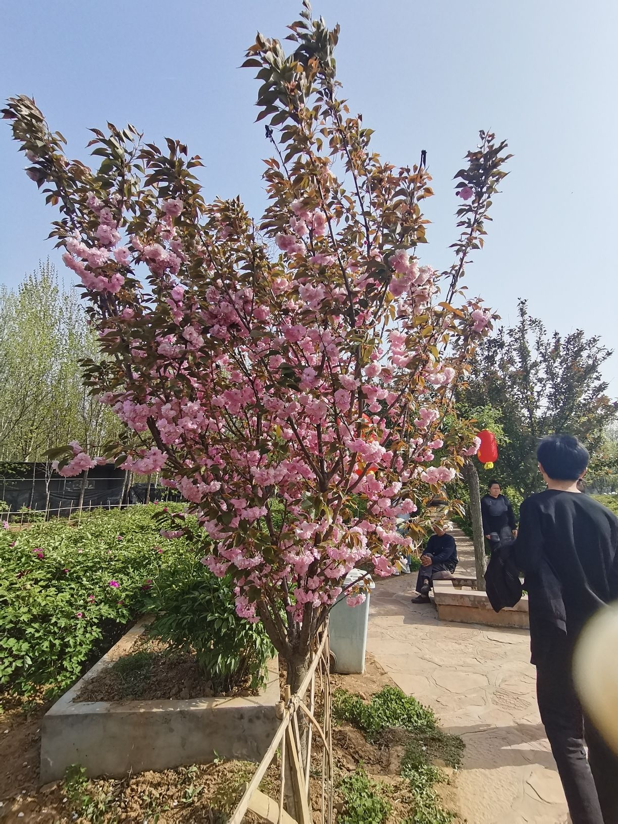 鹅城牡丹园旅行图片 2