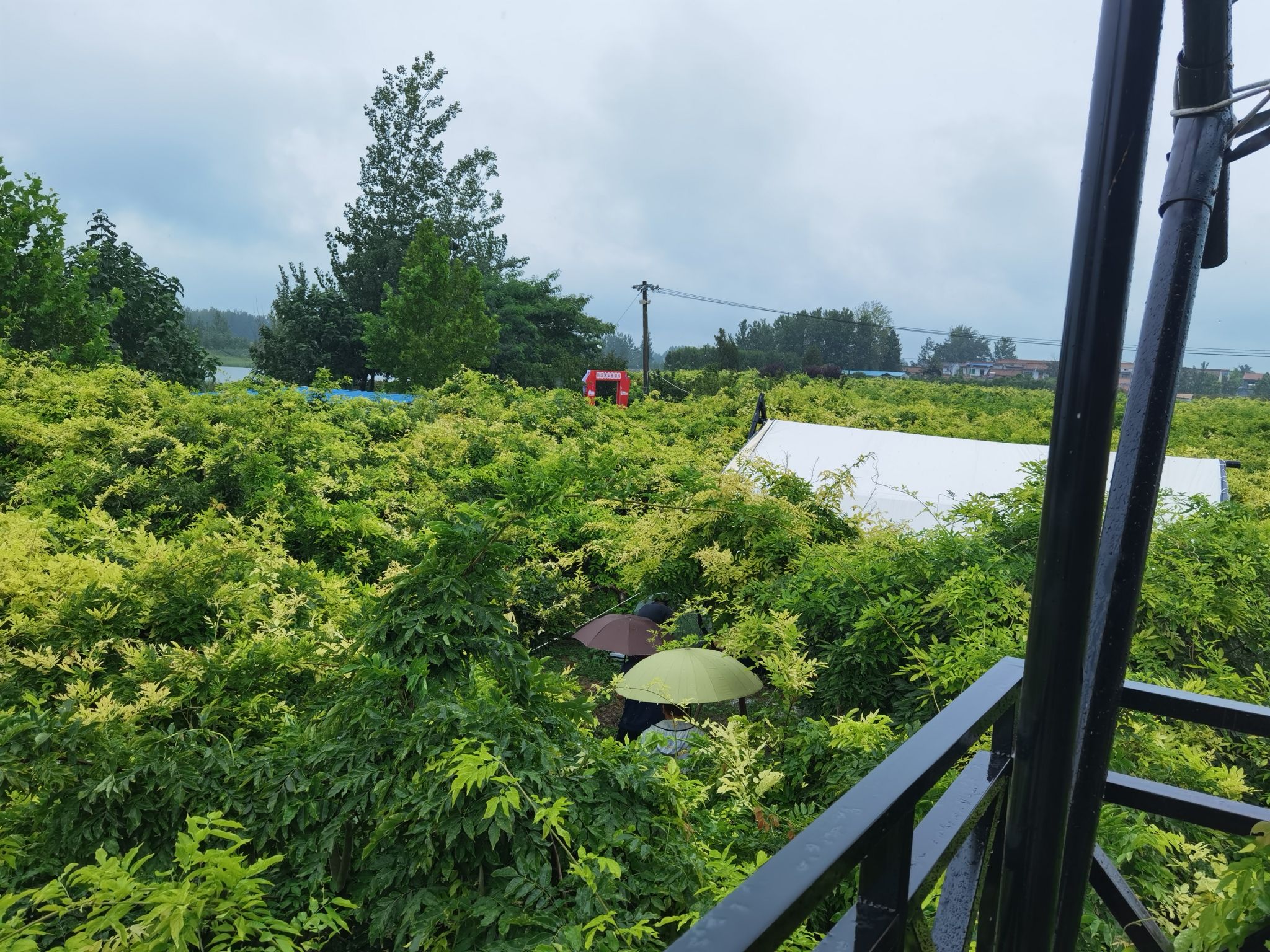 两河湾湾紫藤园旅行图片 3