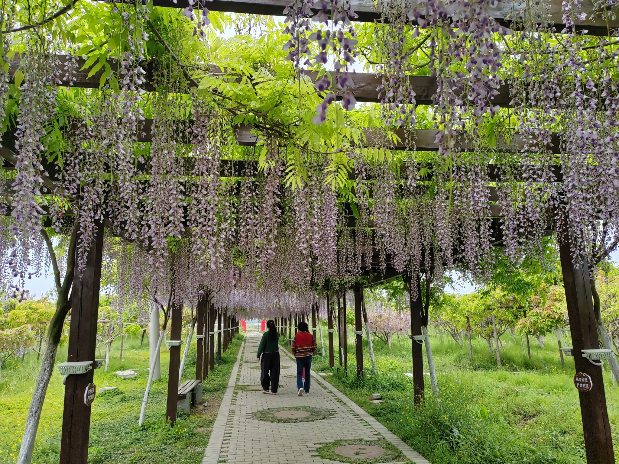 两河湾湾紫藤园旅行图片 3