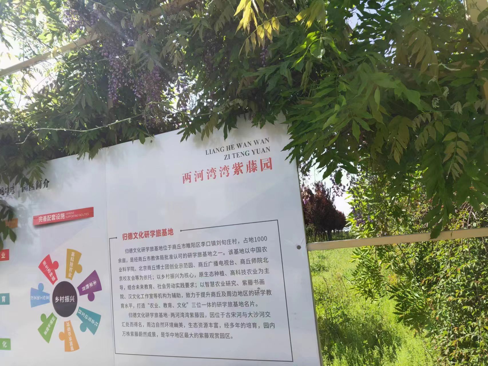两河湾湾紫藤园旅行图片 2