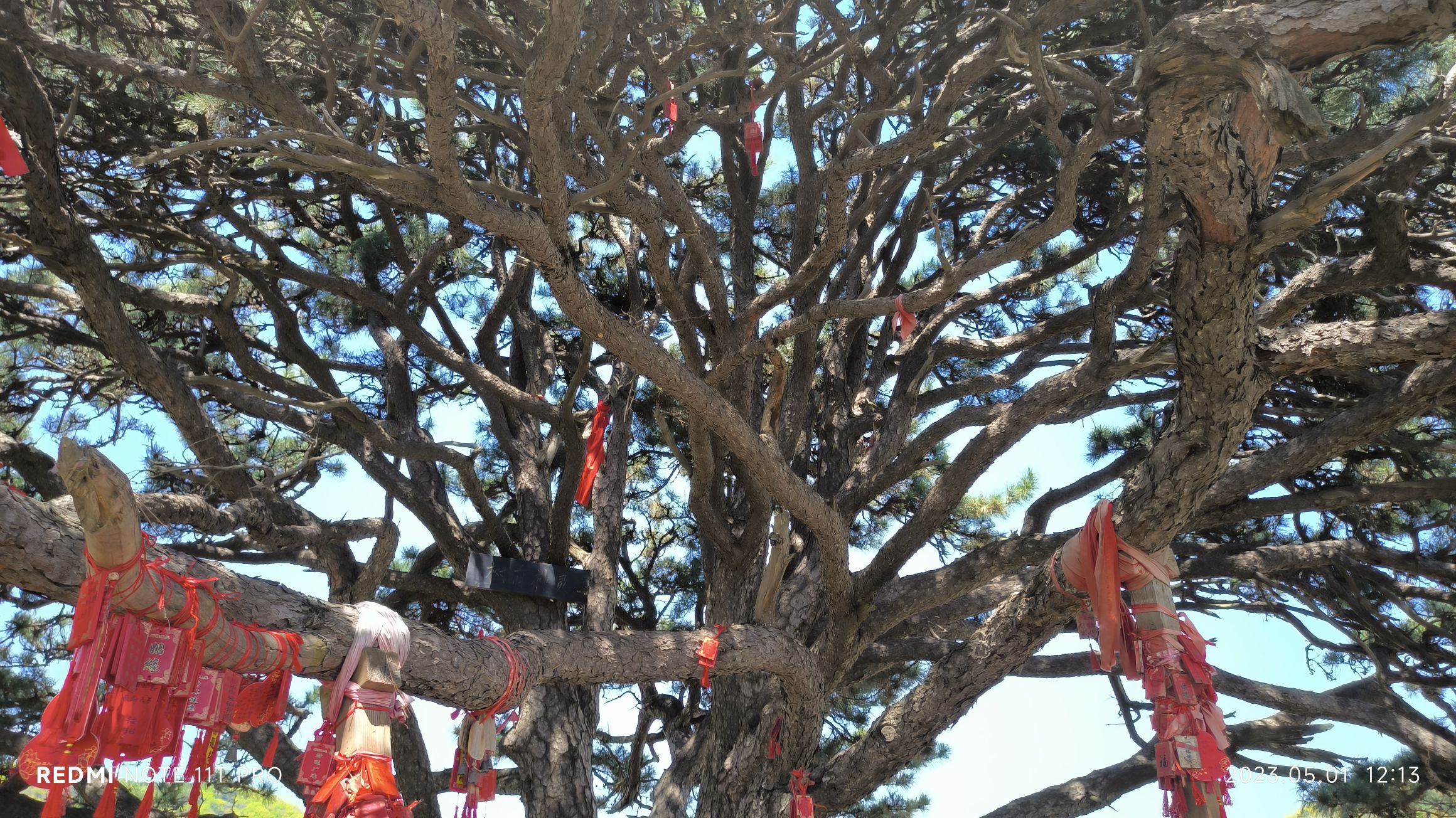 大清神树旅行图片 3