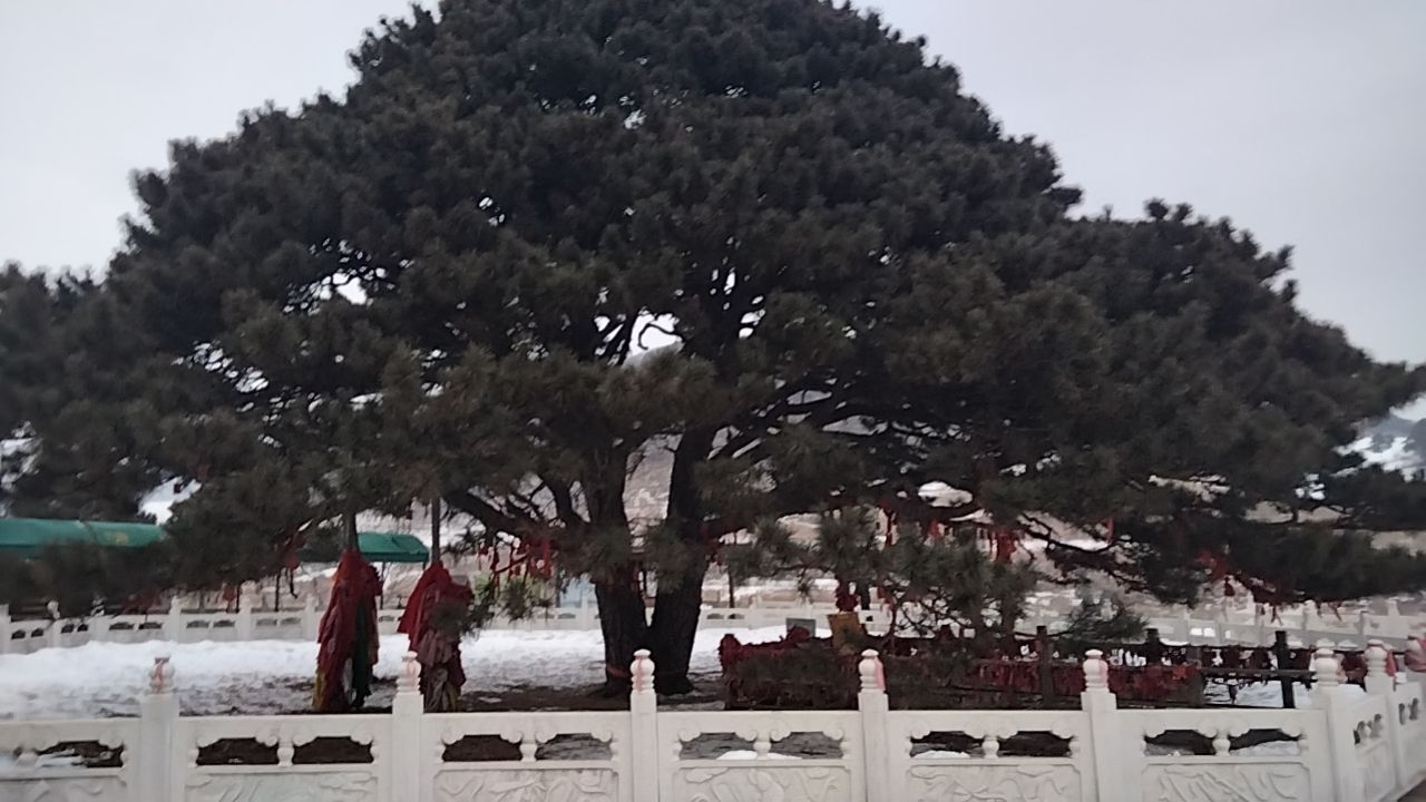 大清神树旅行图片 2