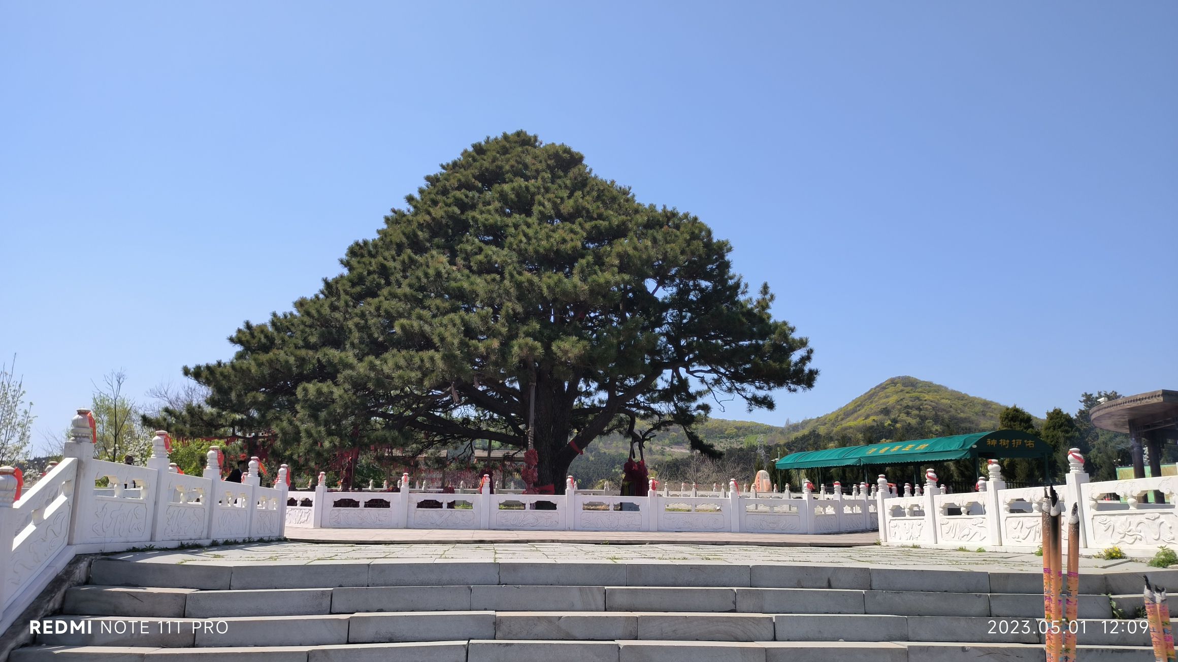 大清神树旅行图片 2