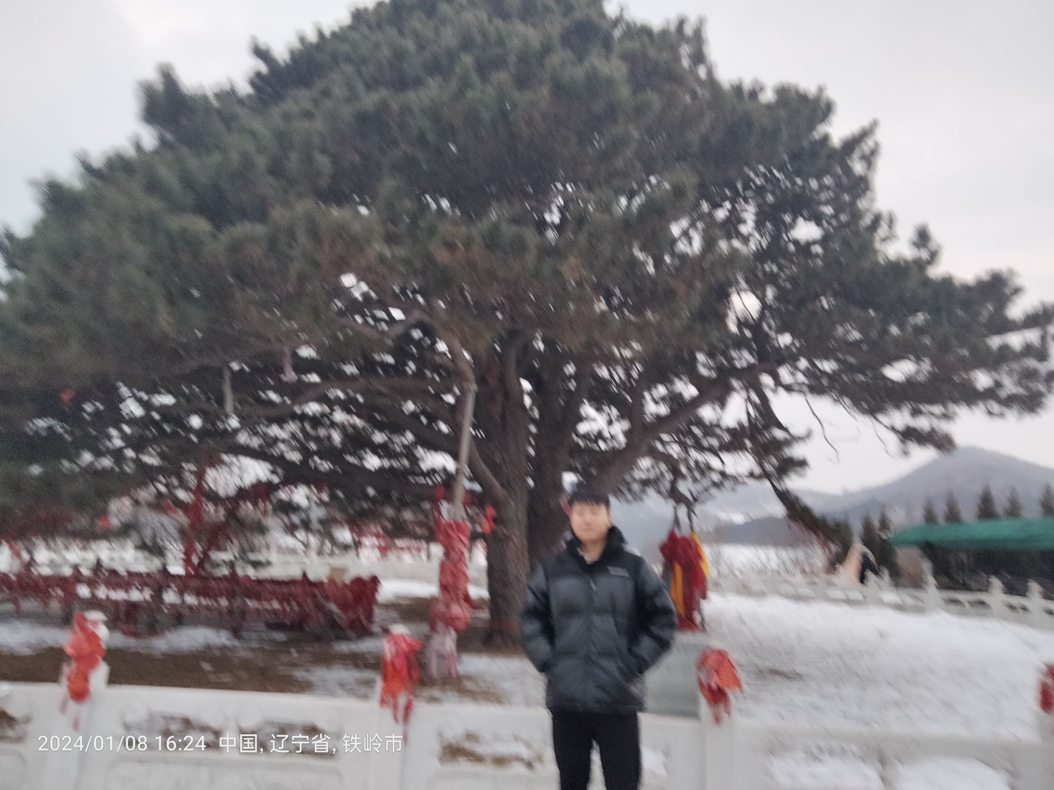 大清神树旅行图片 3