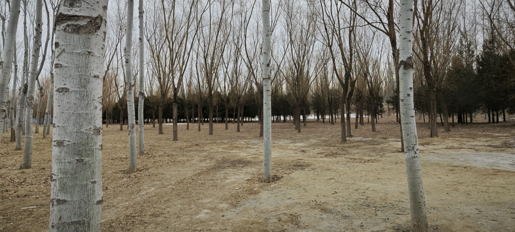 五里桥公园旅行图片 3