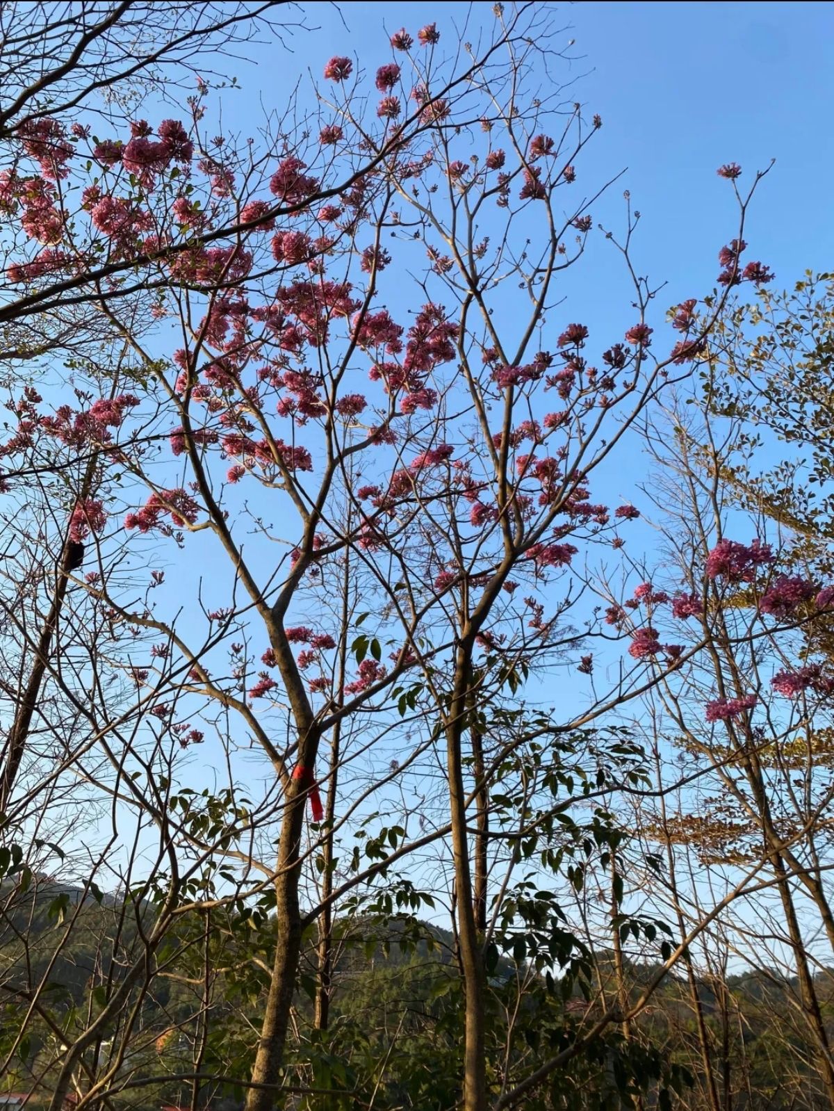 容县竹山湖欢乐谷景区旅行图片 2