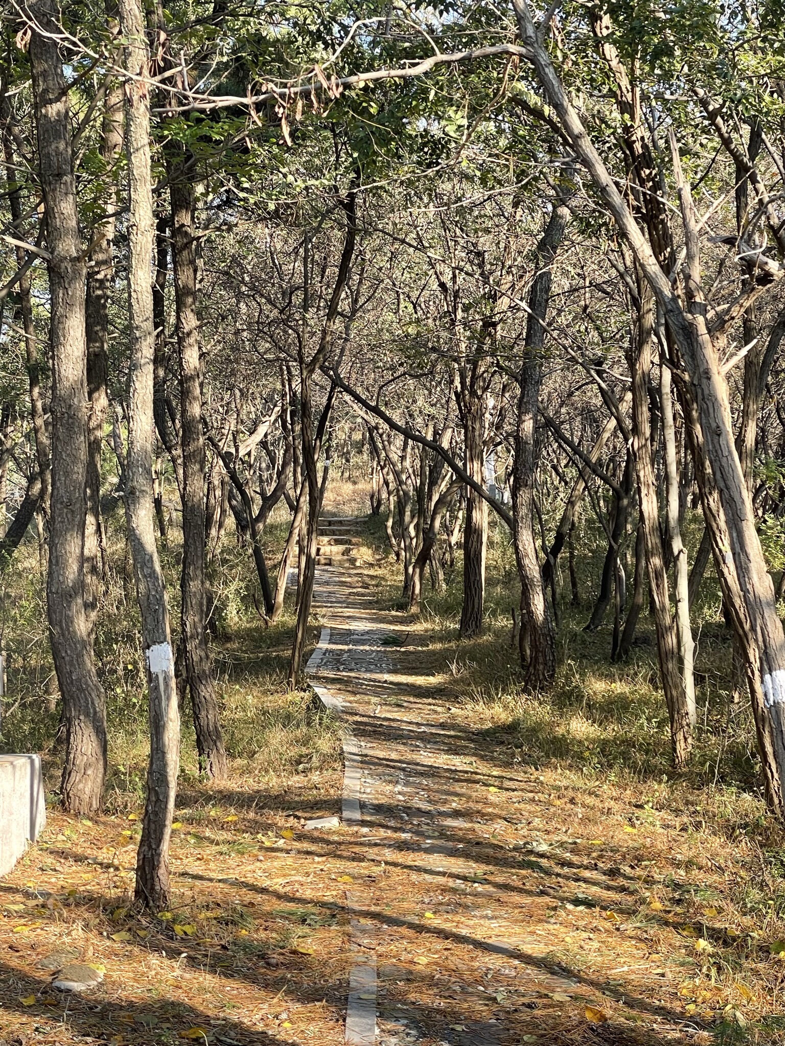 白云山山体公园旅行图片 2