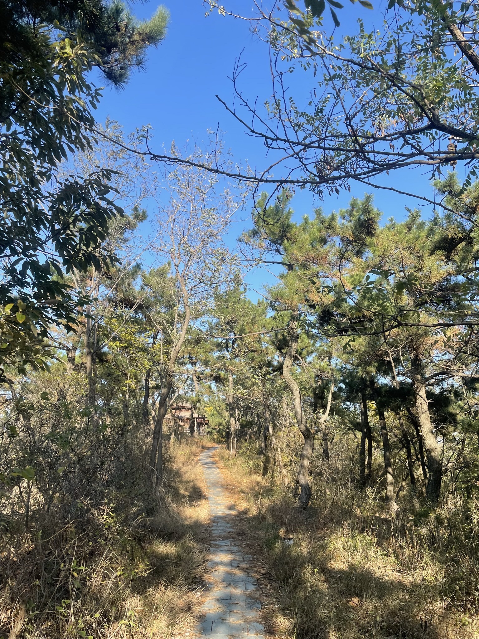 白云山山体公园旅行图片 2