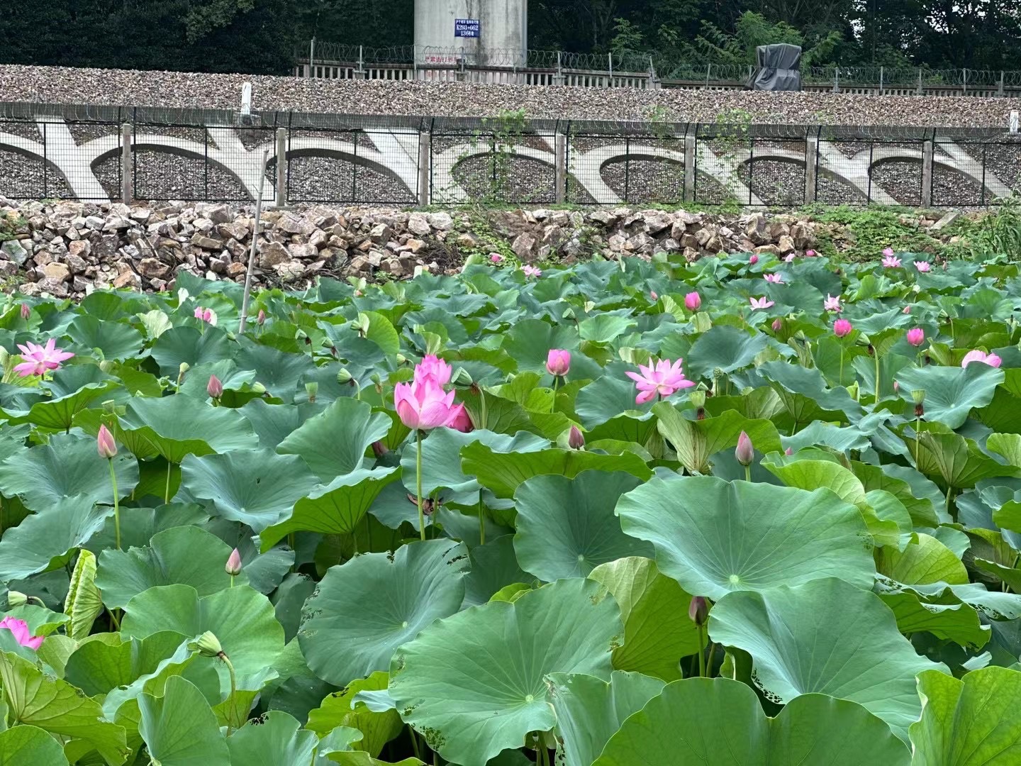 龟山公园旅行图片 2