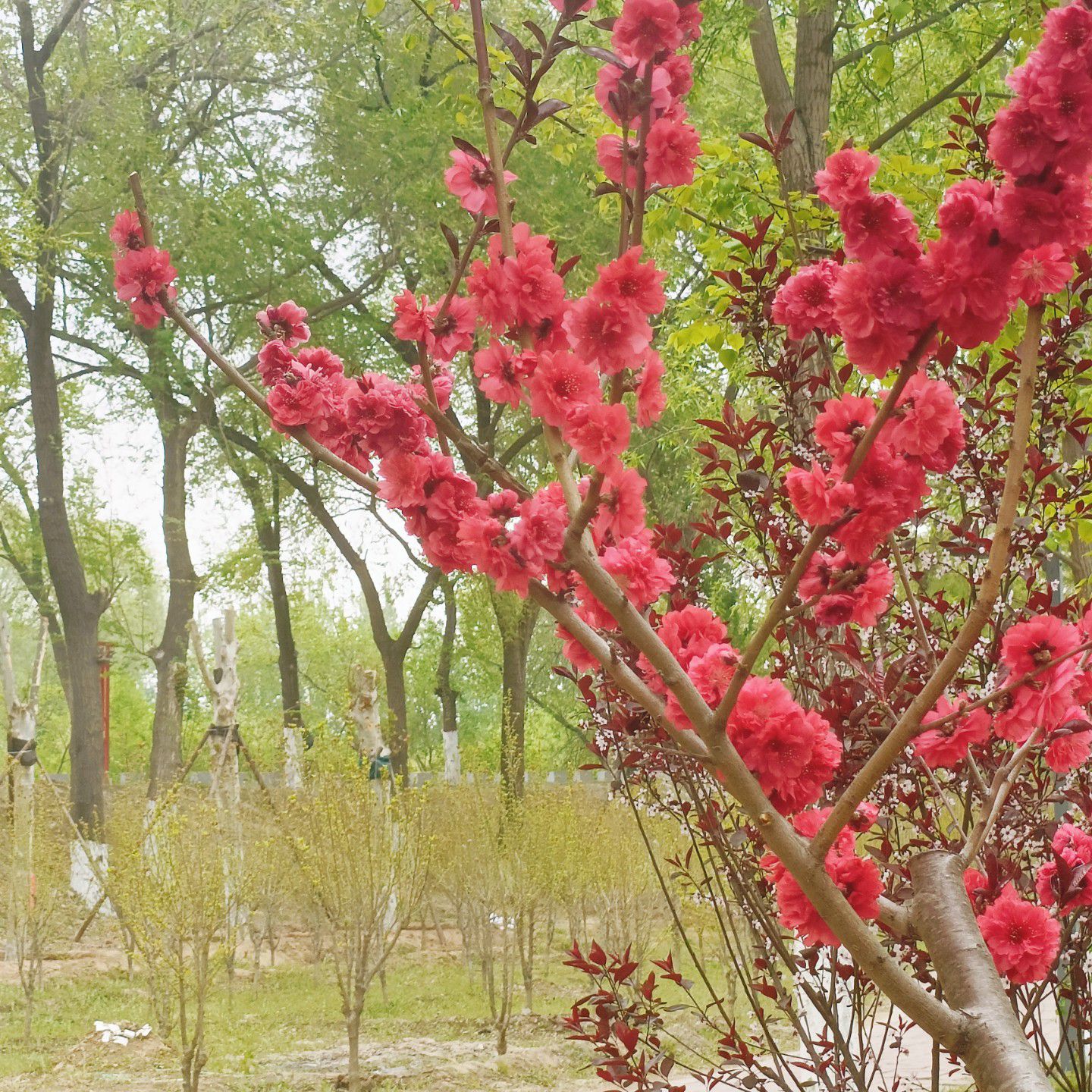 清河公园旅行图片 1