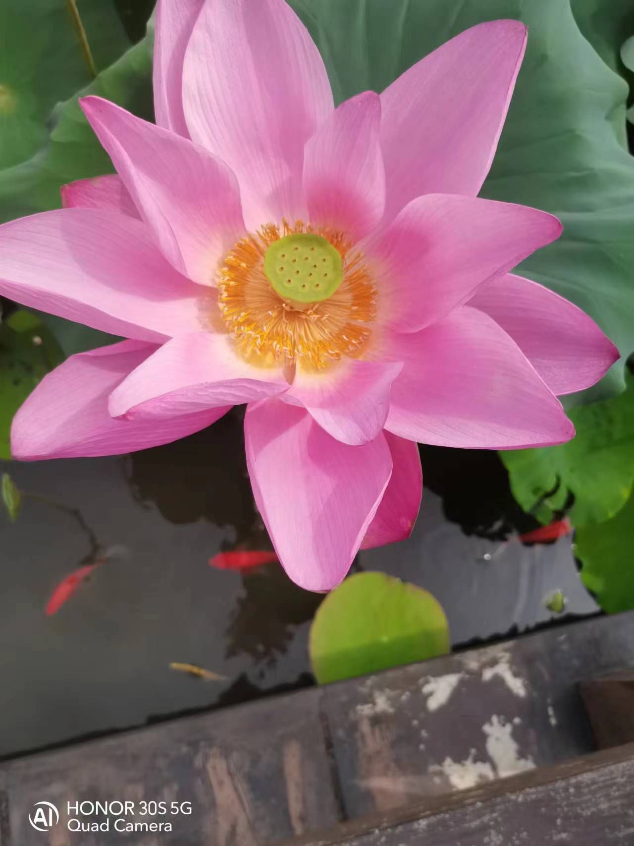 西湖荷花园旅行图片 1
