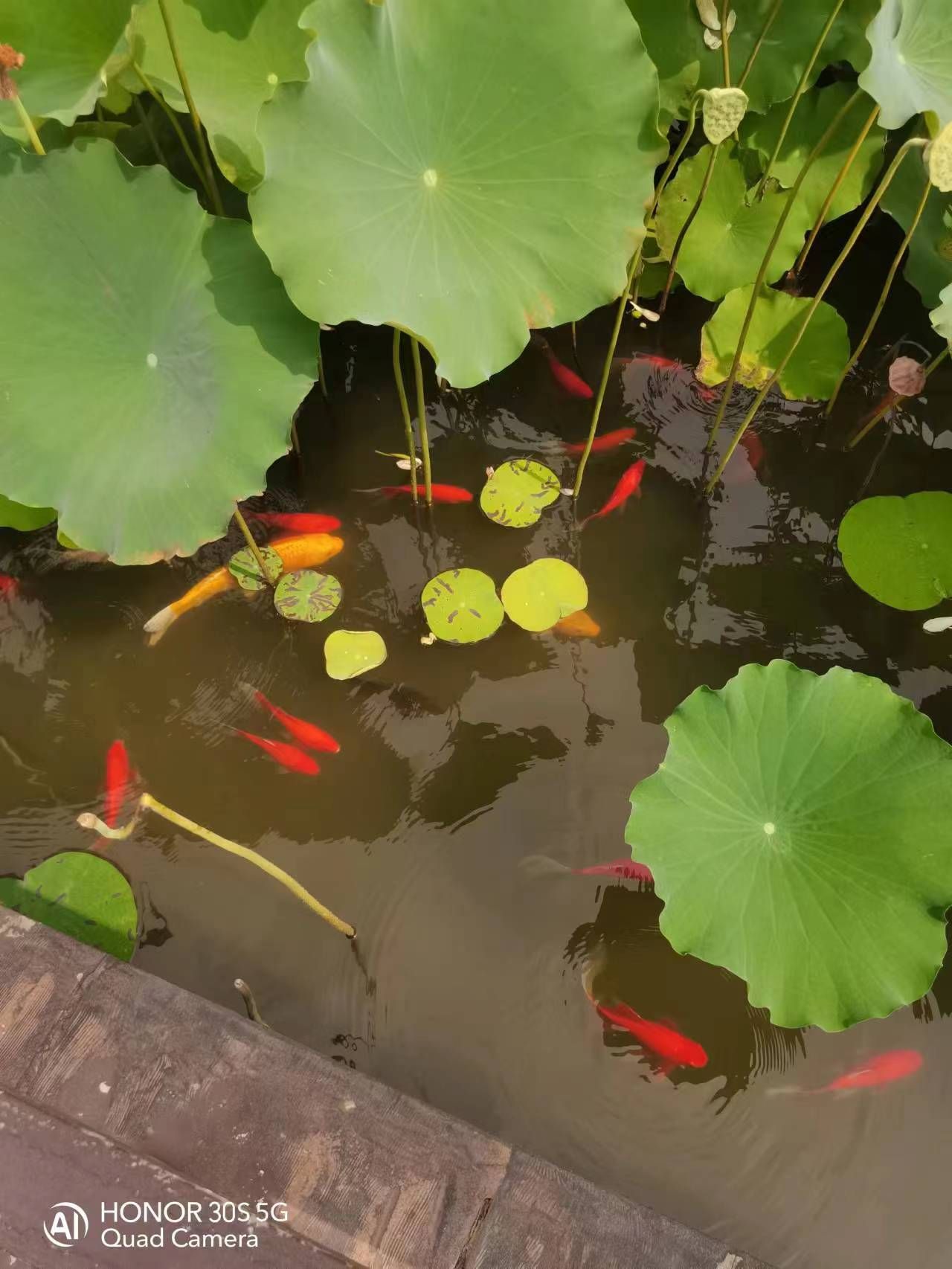 西湖荷花园旅行图片 2