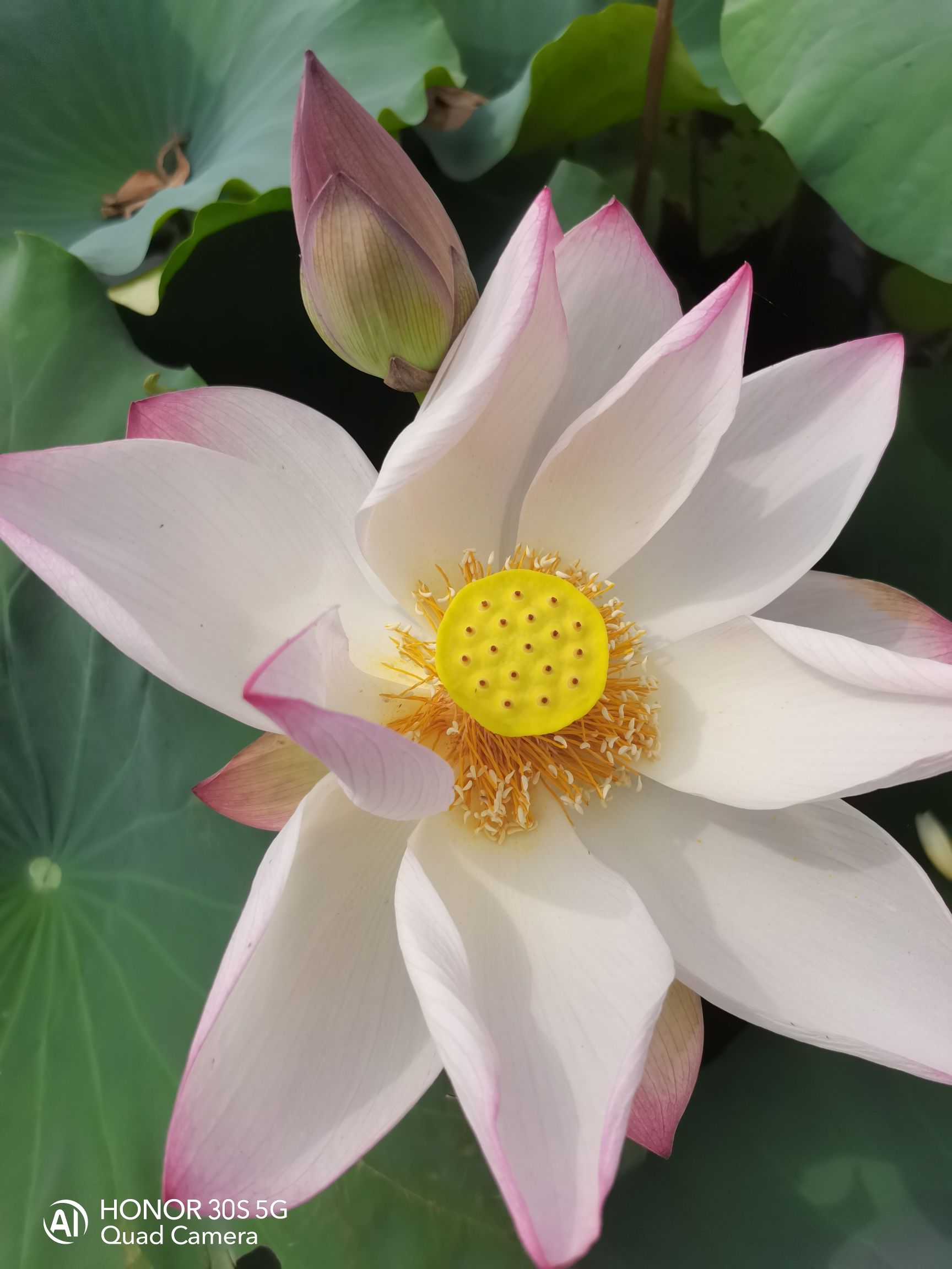 西湖荷花园旅行图片 3