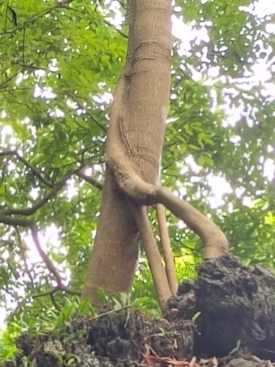 佛肚竹