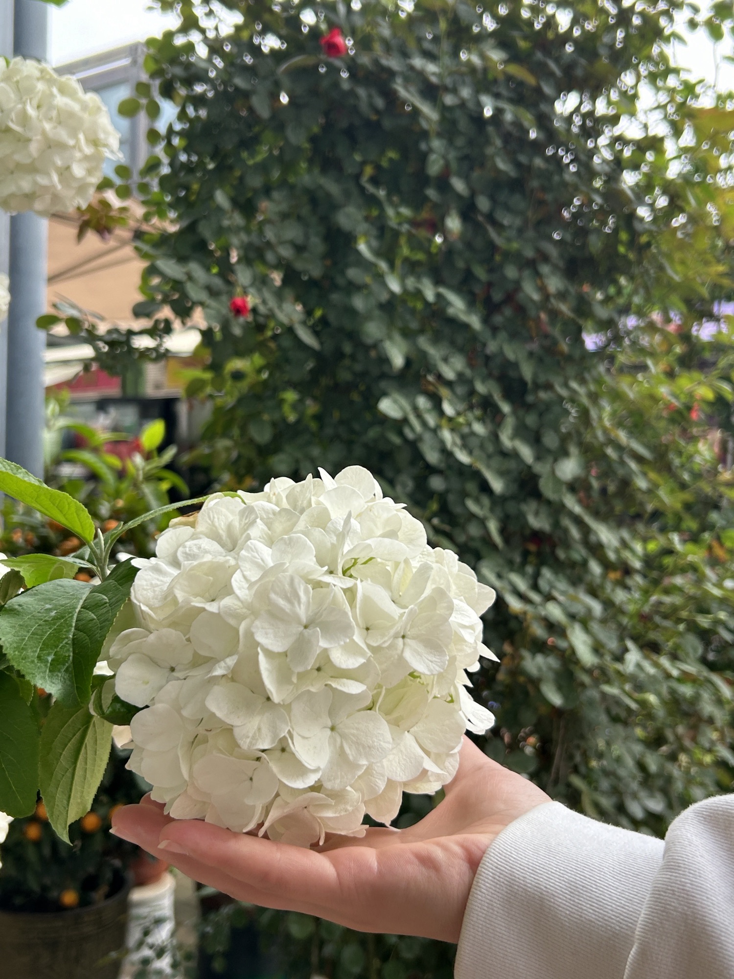 花都汇生态公园旅行图片 3