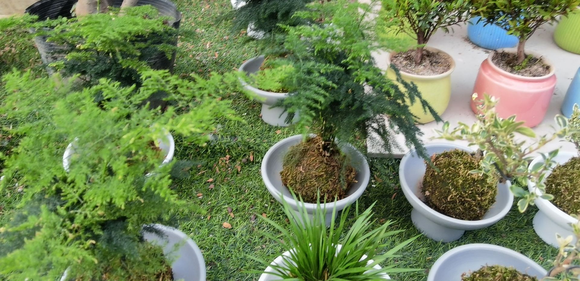 花都汇生态公园旅行图片 3