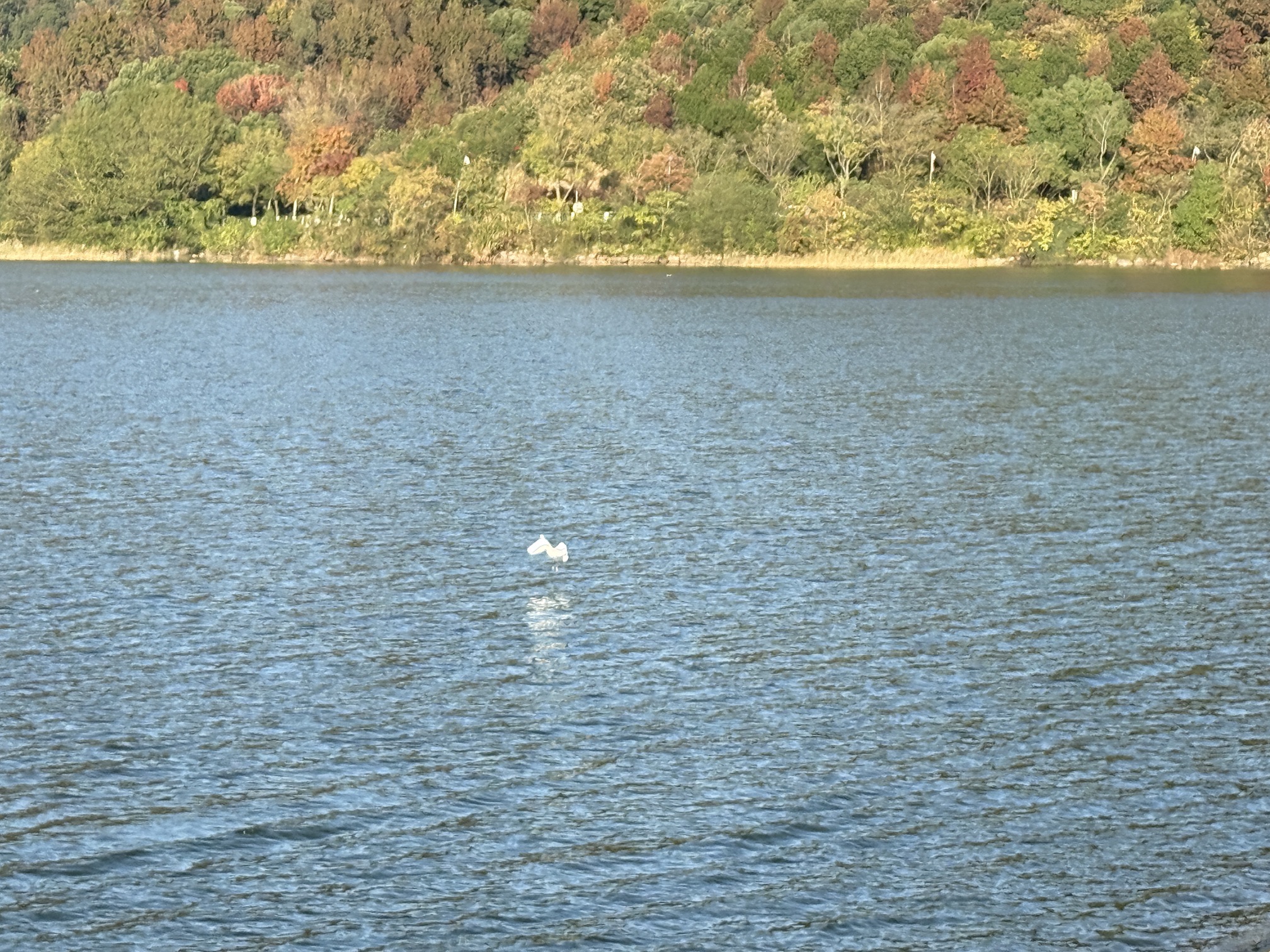 荪湖旅游度假区荪湖公园旅行图片 2