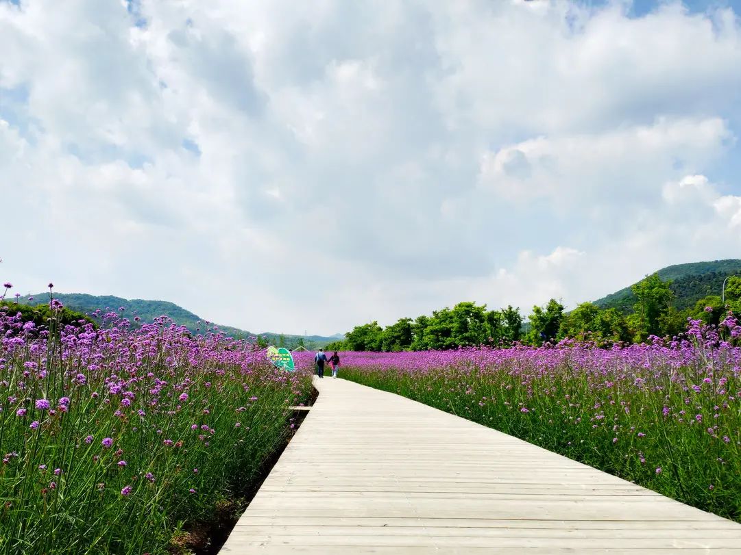荪湖旅游度假区荪湖公园旅行图片 2