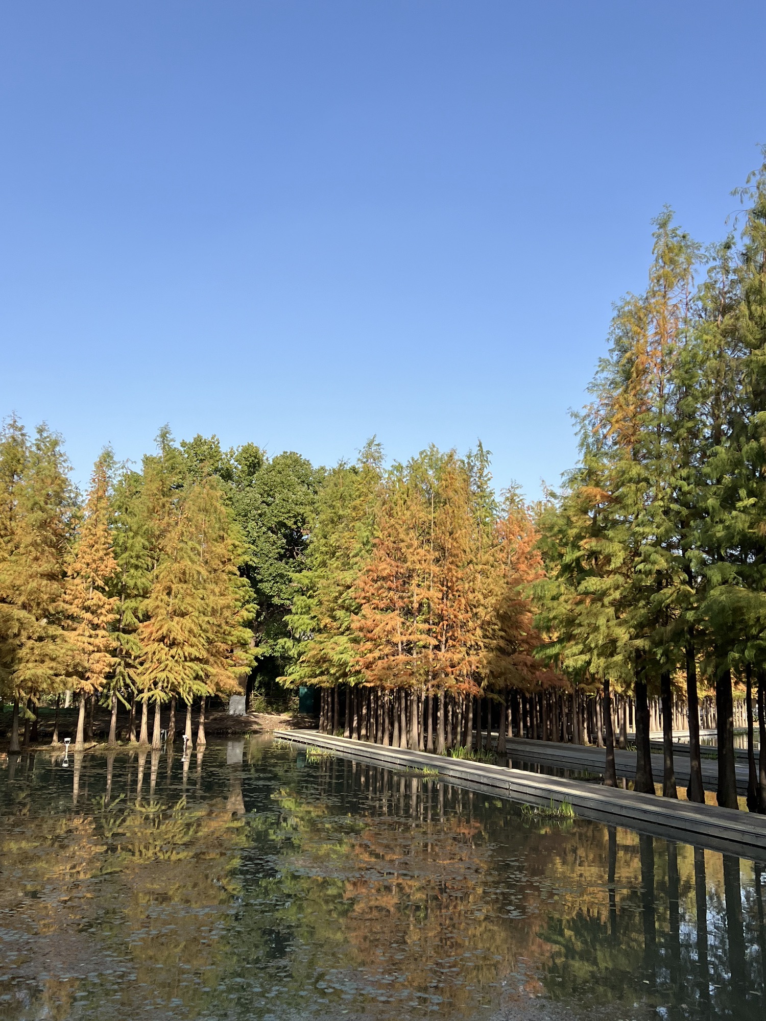 真山公园旅行图片 1