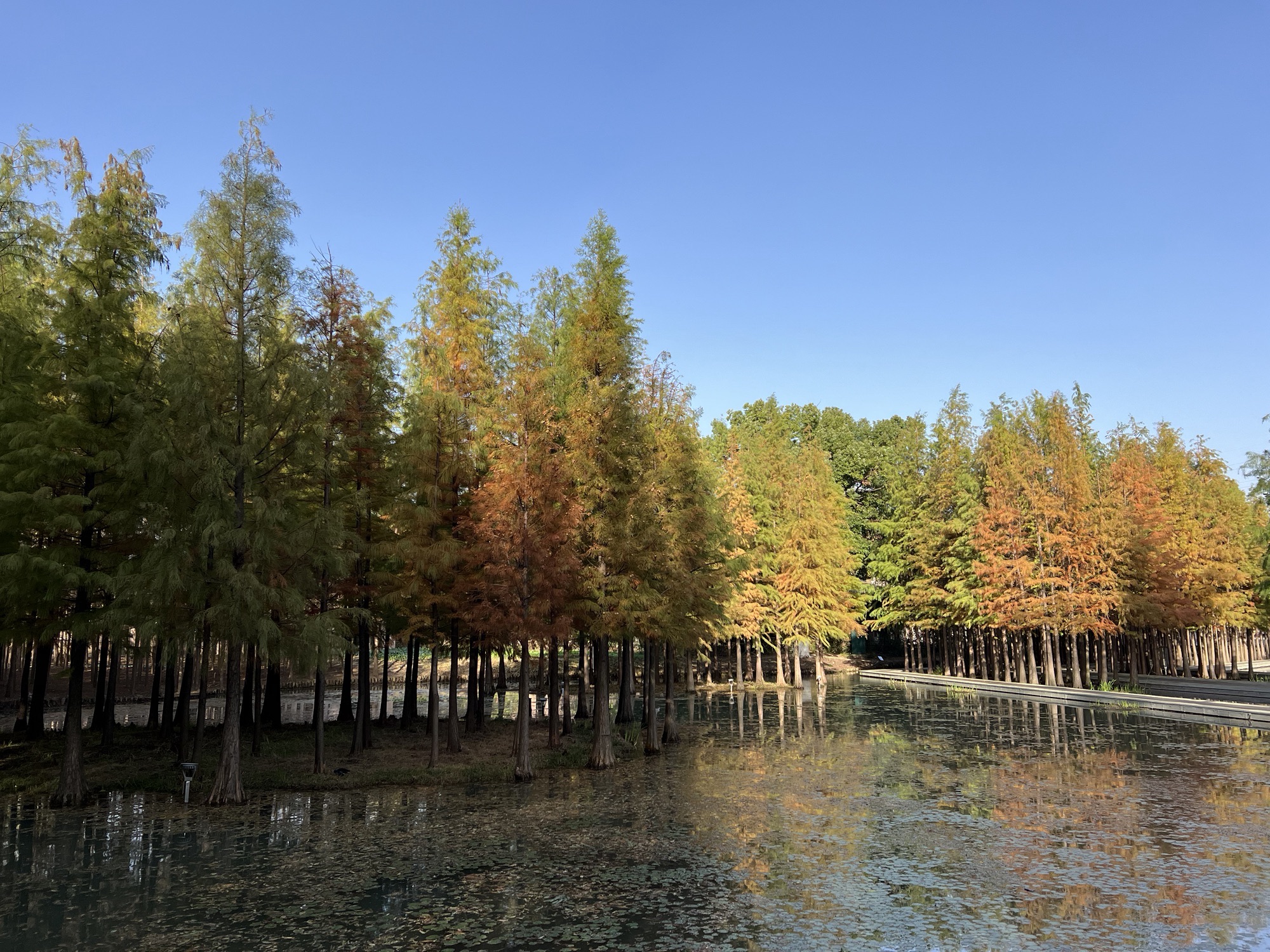真山公园旅行图片 2