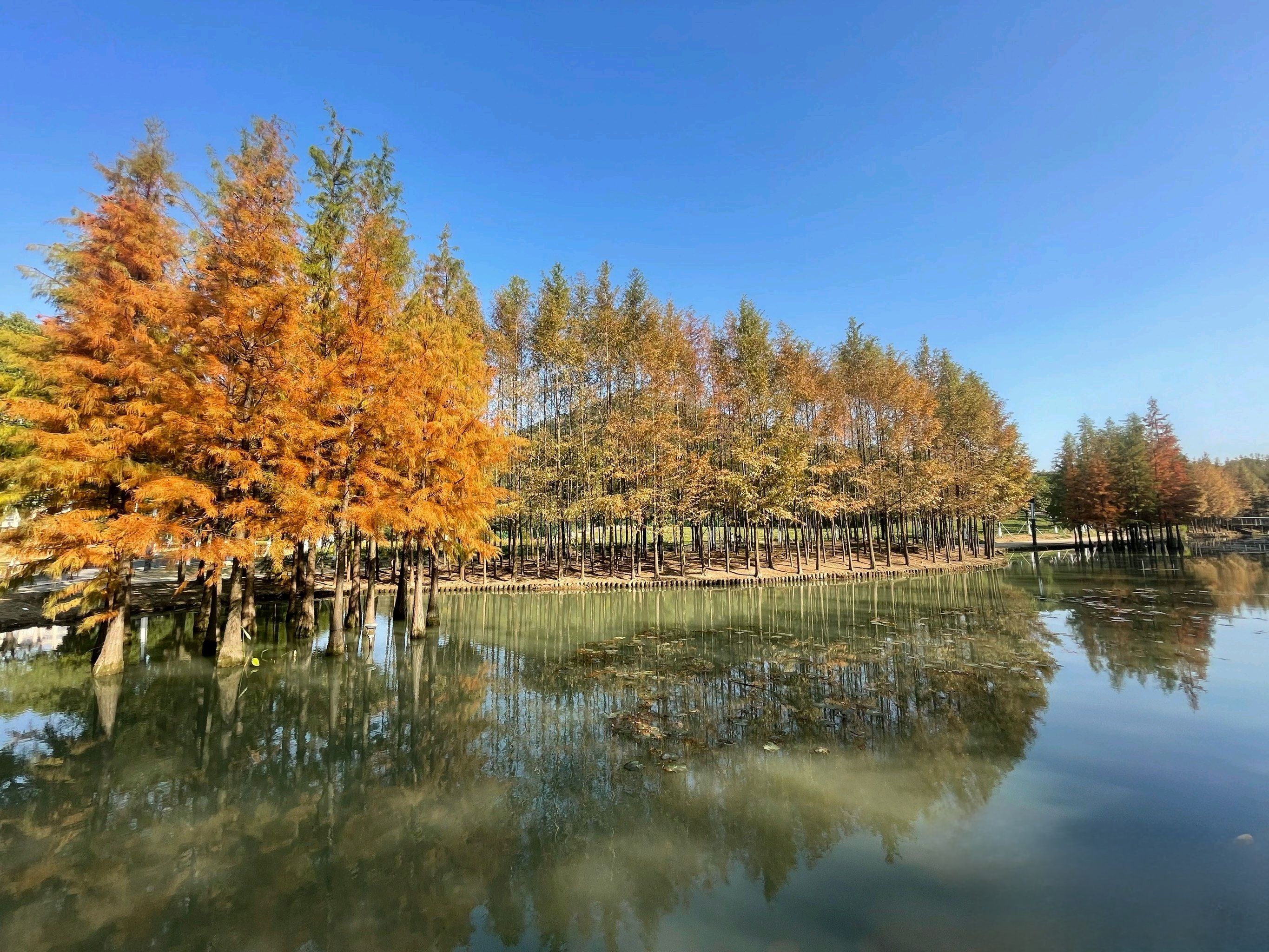 真山公园旅行图片 2