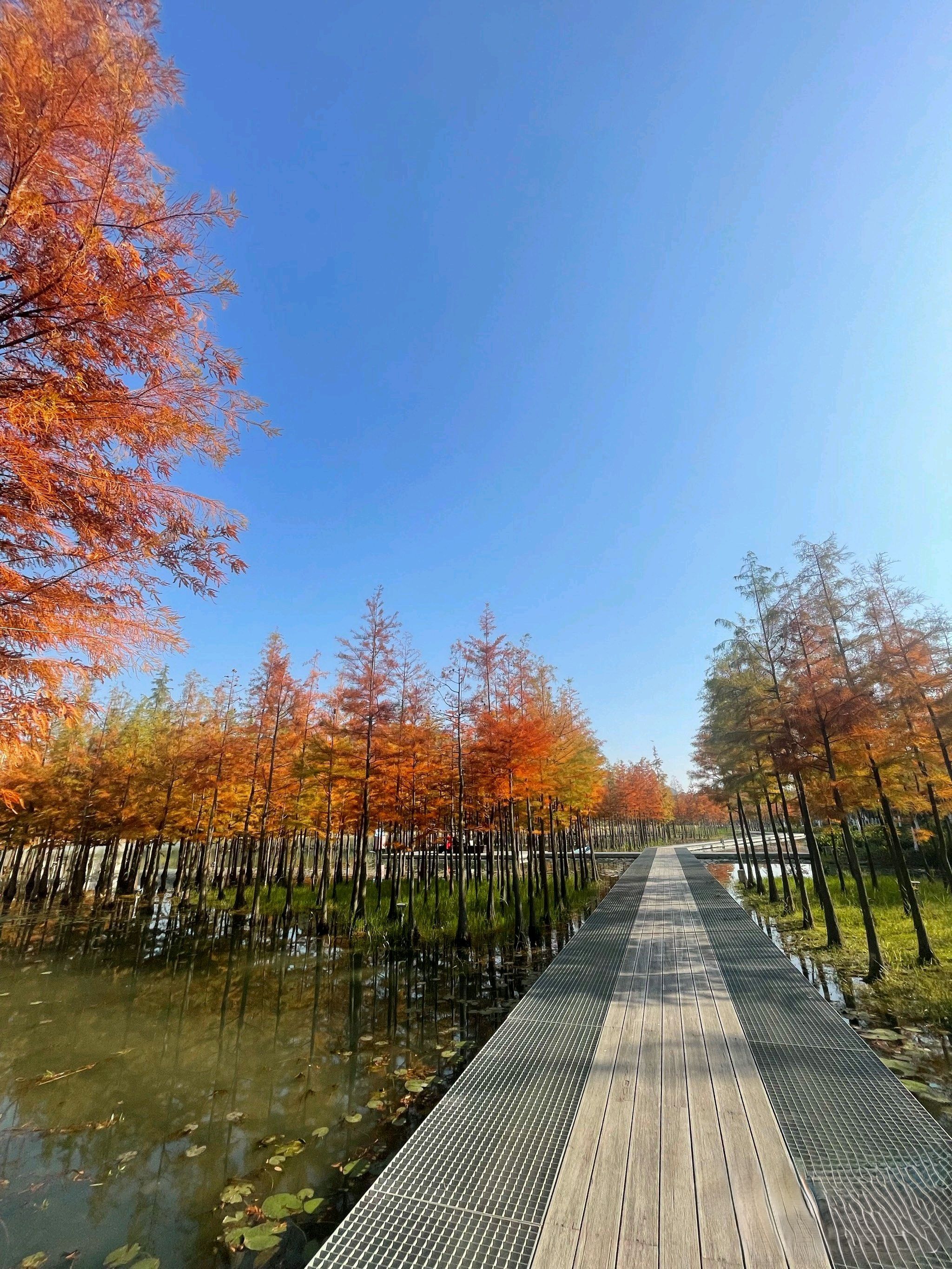 真山公园旅行图片 1