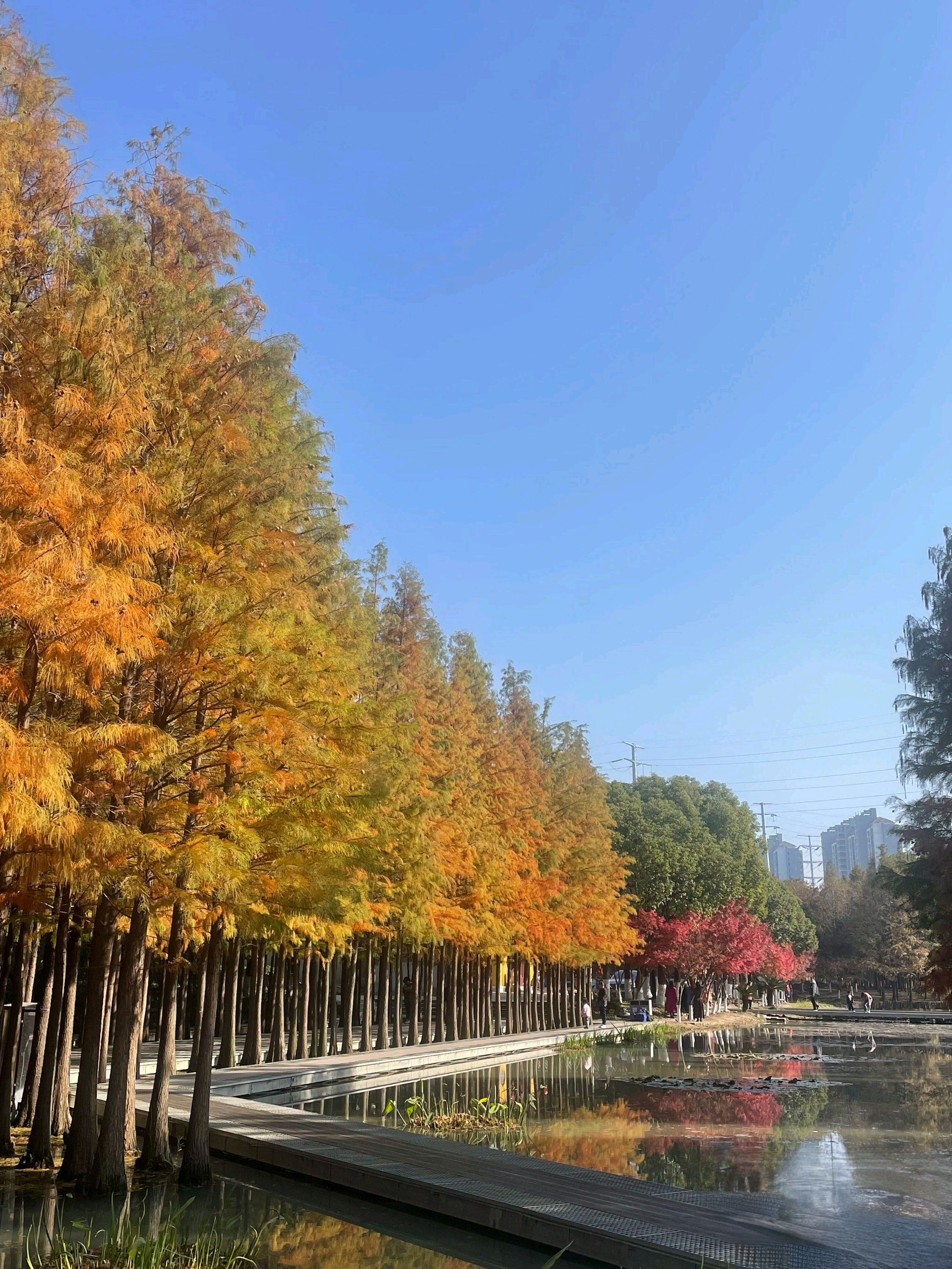 真山公园旅行图片 3
